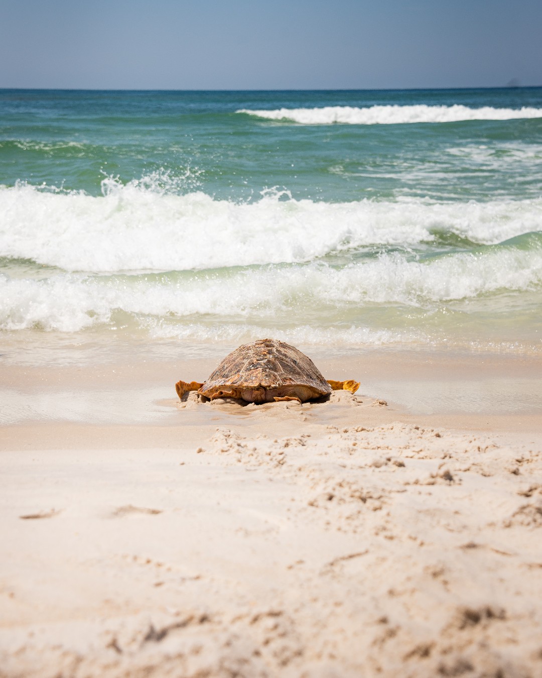 🐢 Sea Turtle Nesting Season Has... - Gulfarium CARE Center | Facebook