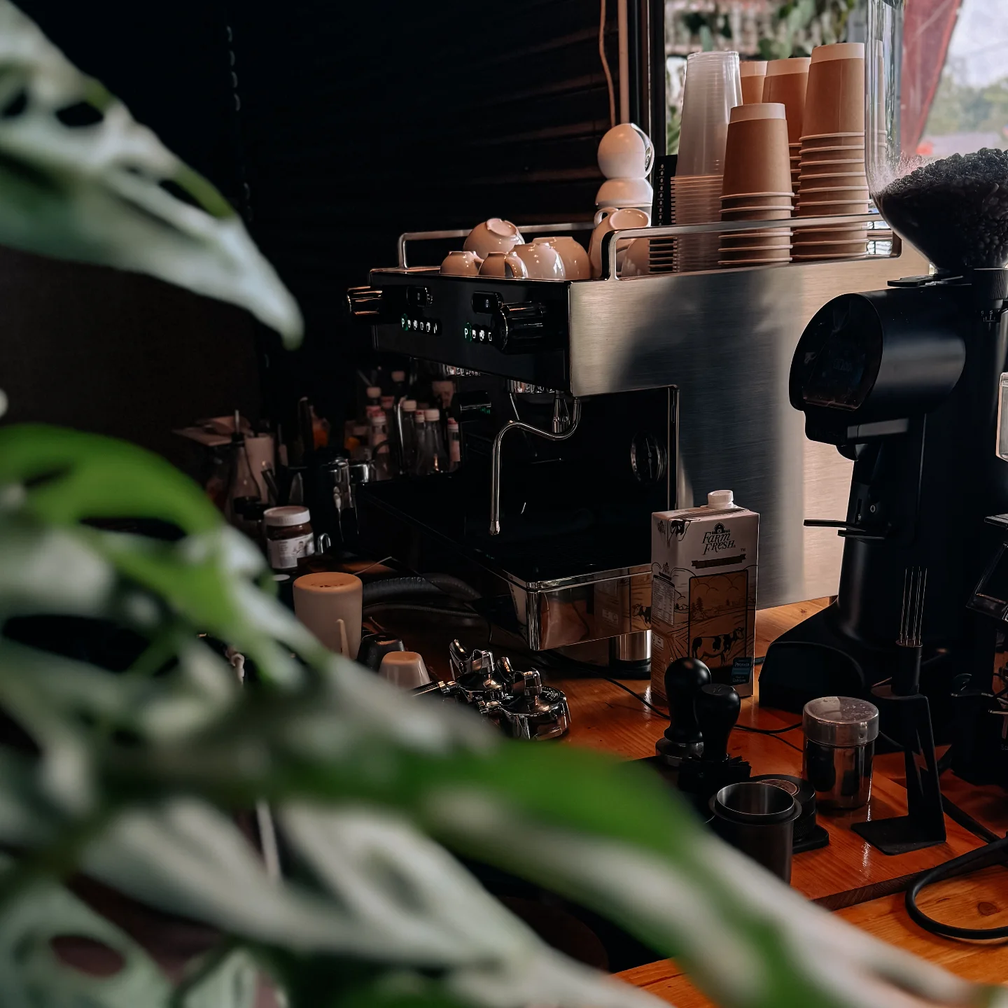 Kopi Muncrat Hq | Rengit