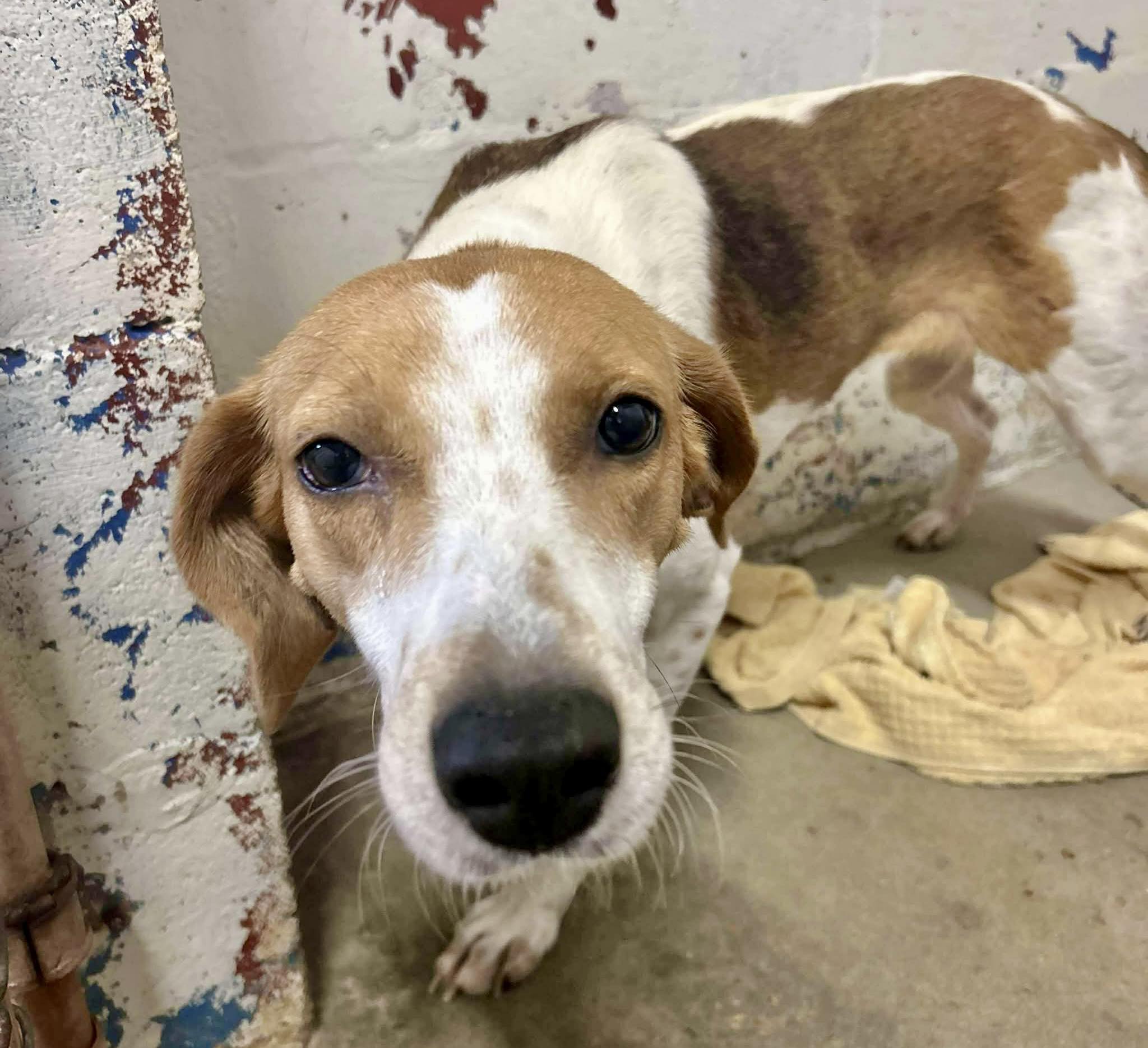 Twix is... - SOS Animal Adoption Center - Enterprise, Alabama | Facebook