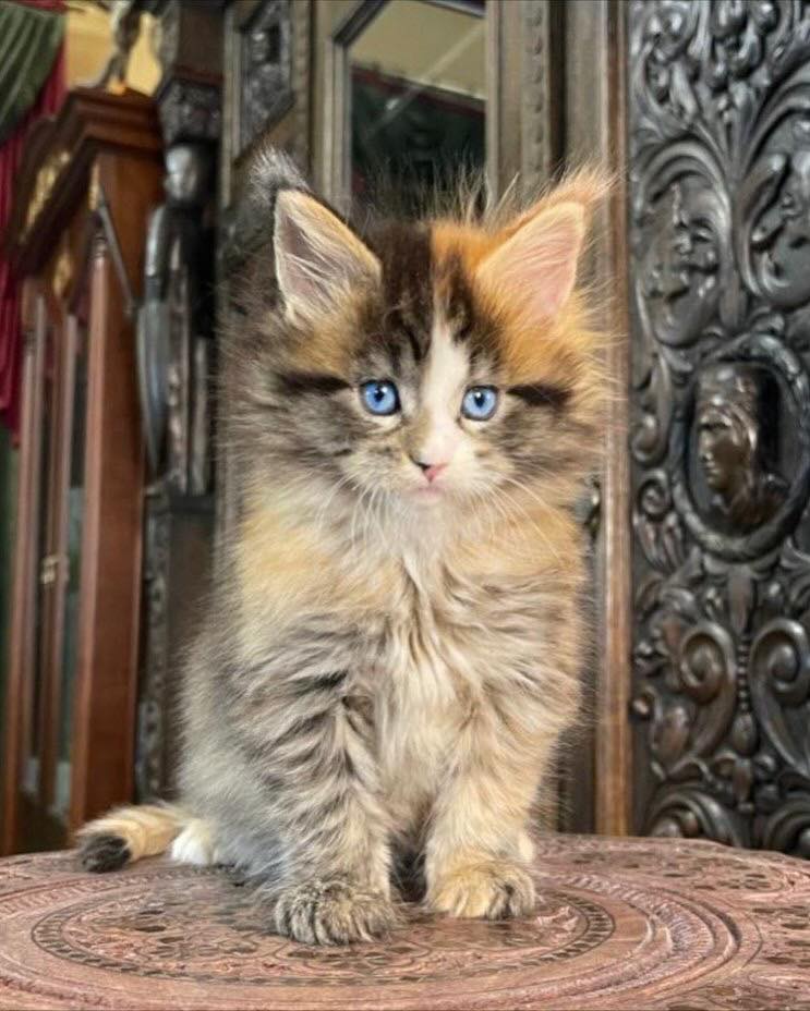 Royalpolycoon Maine Coon - Sweetest poly paws 🥰 ️ #royalpolycoons # ...