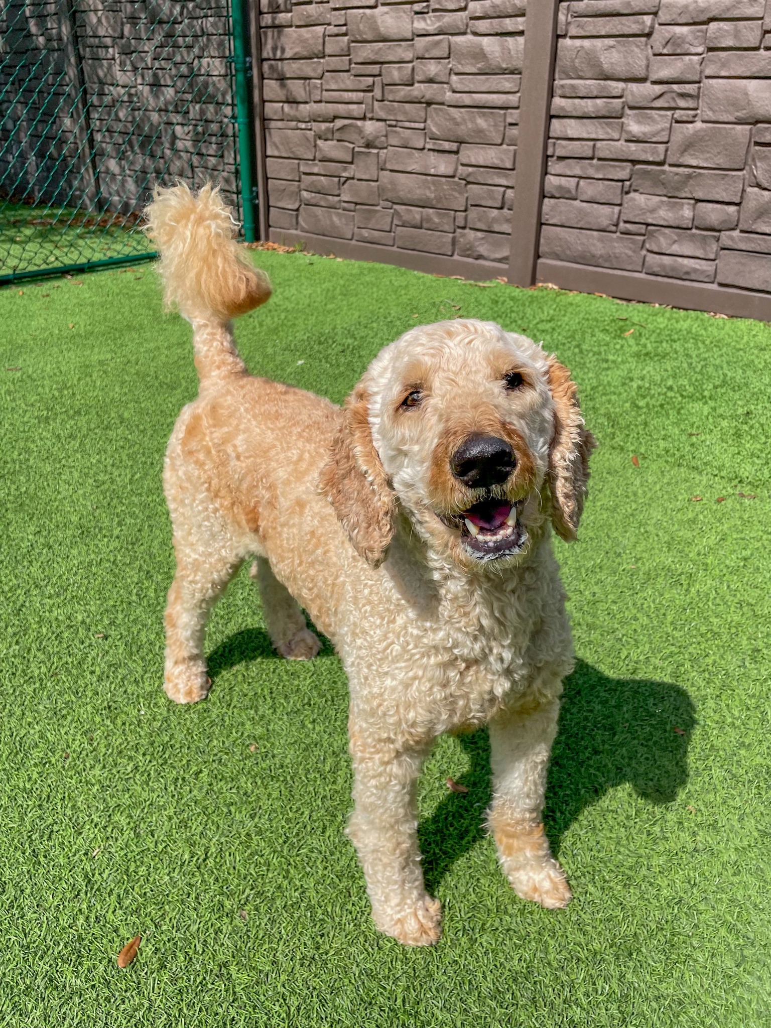Buddy is a 5-year-old Doodle, about... - Big Dog Ranch Rescue | Facebook