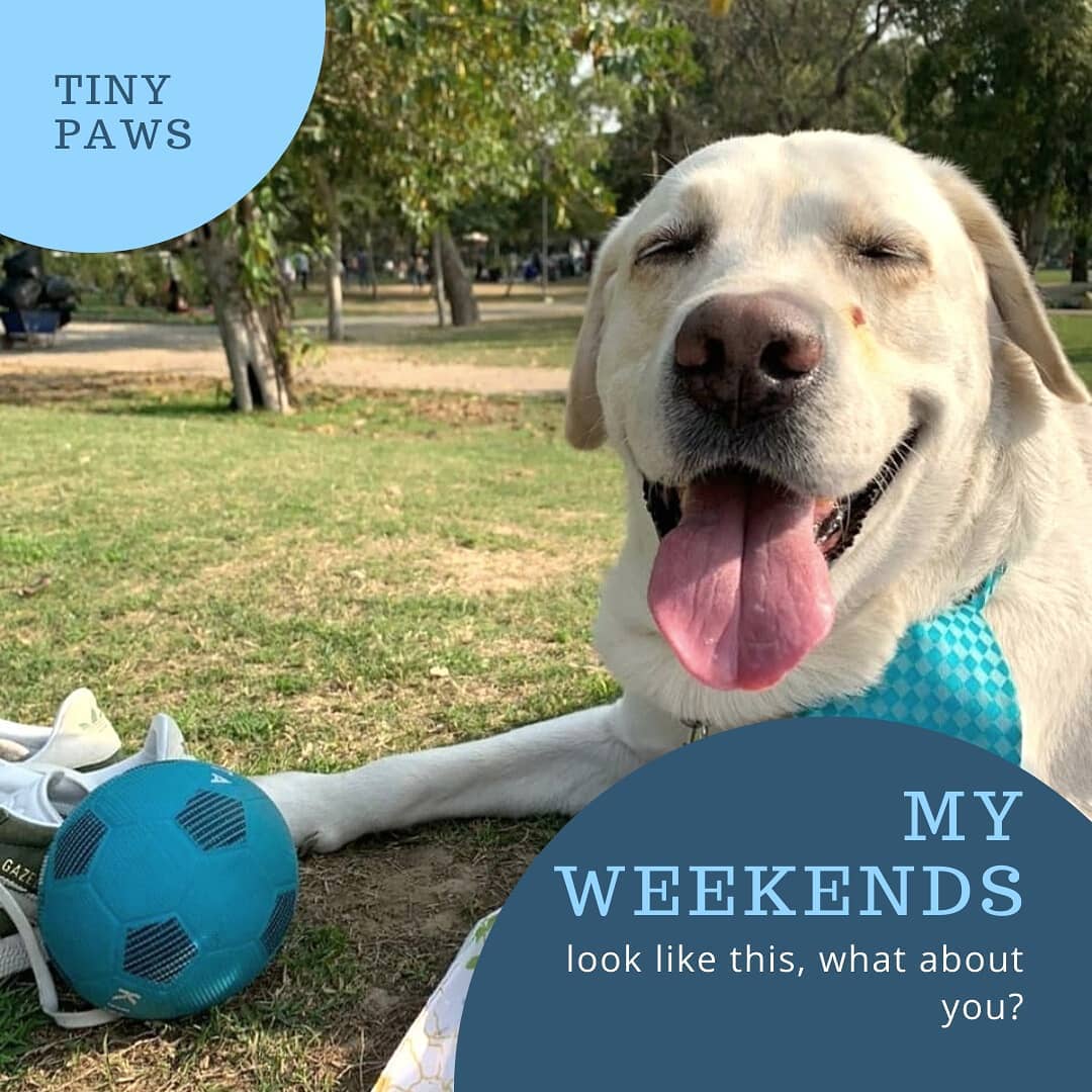 Tiny Paws - How is your paw friend spending his weekend? 🐾 🐾 🐾 # ...