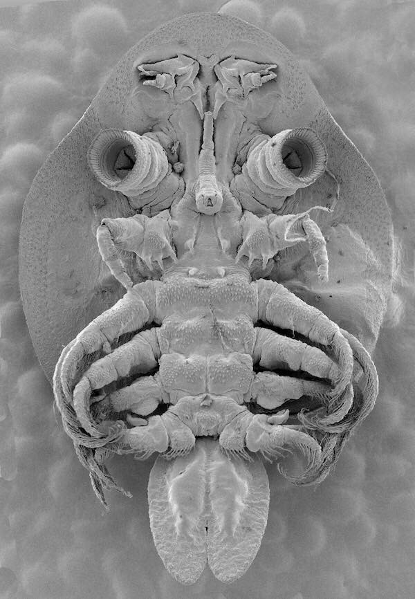 🔬Scanning electron... - Science: evidence is intelligence