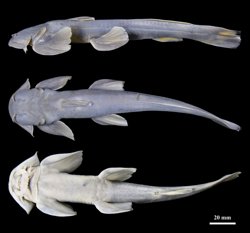 A new #fish species has been discovered in Zayul county, Southwest