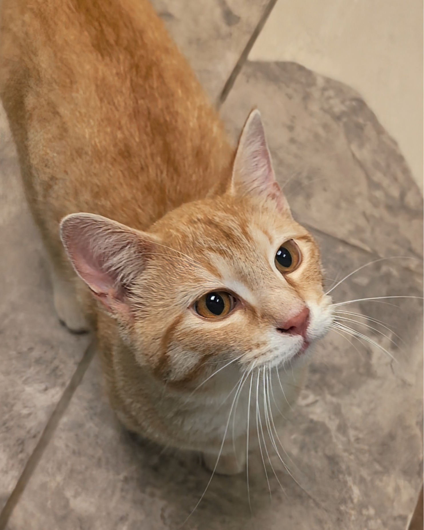 Found orange cat in Groveland area