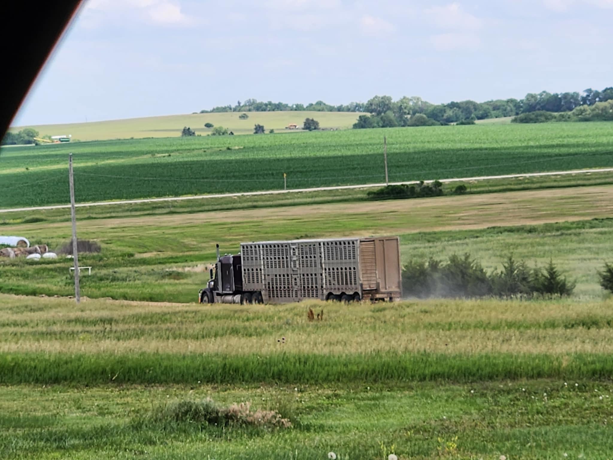 Ohlde Cattle Company: Basic Black Bulls and Angus Cattle Semen | Palmer KS