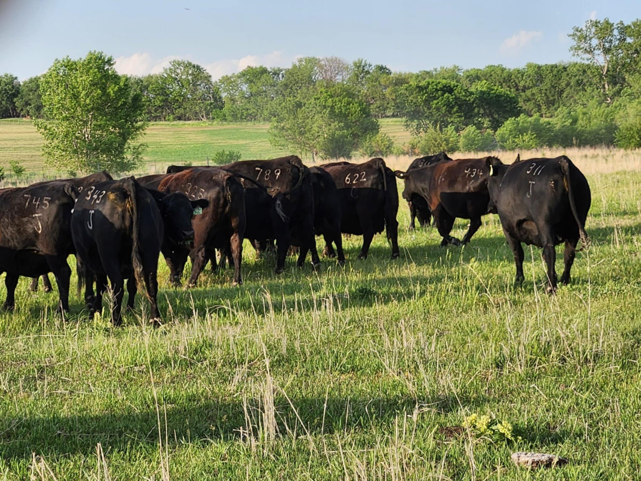 Ohlde Cattle Company: Basic Black Bulls and Angus Cattle Semen | Palmer KS
