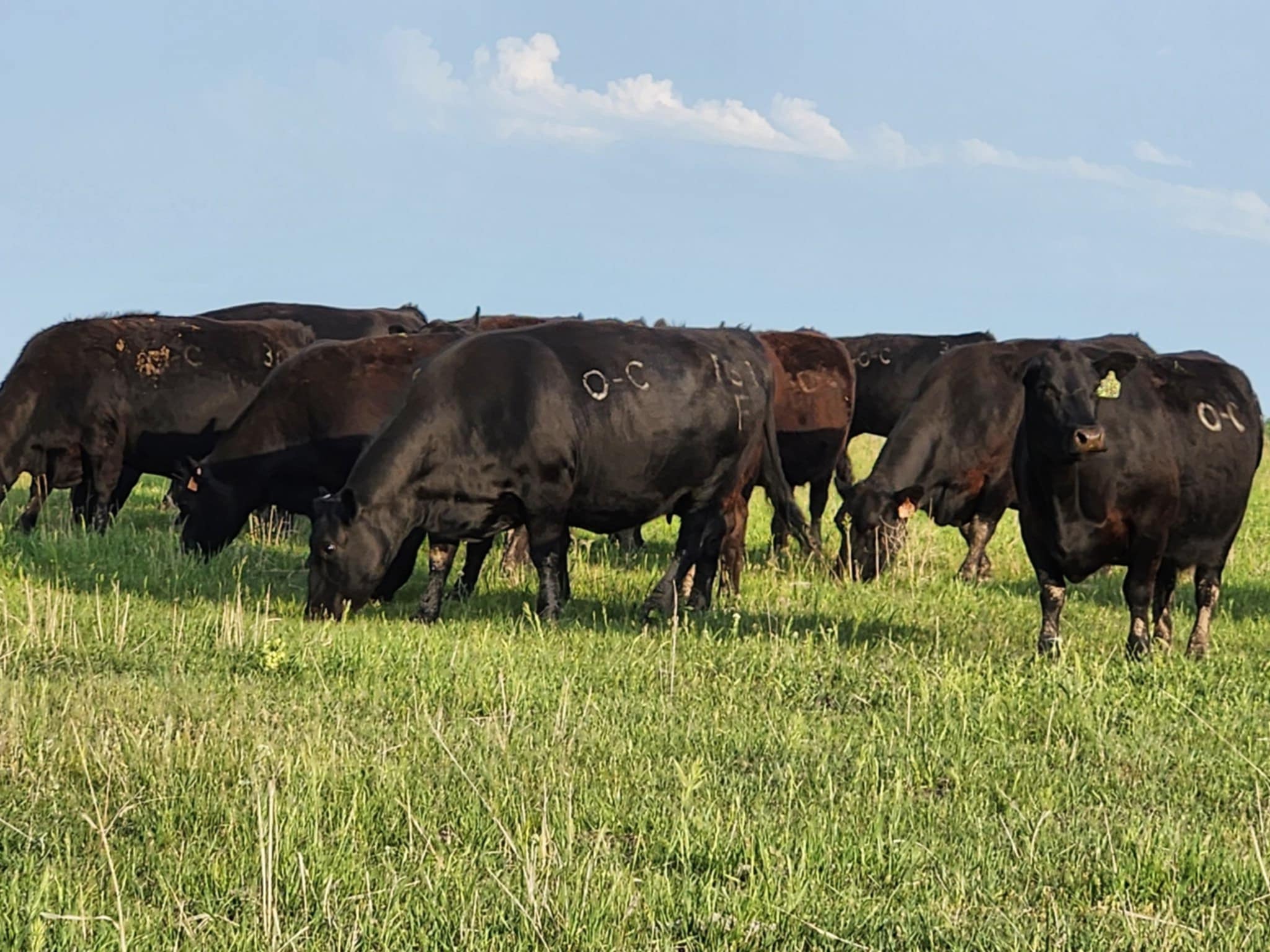 Ohlde Cattle Company: Basic Black Bulls and Angus Cattle Semen | Palmer KS