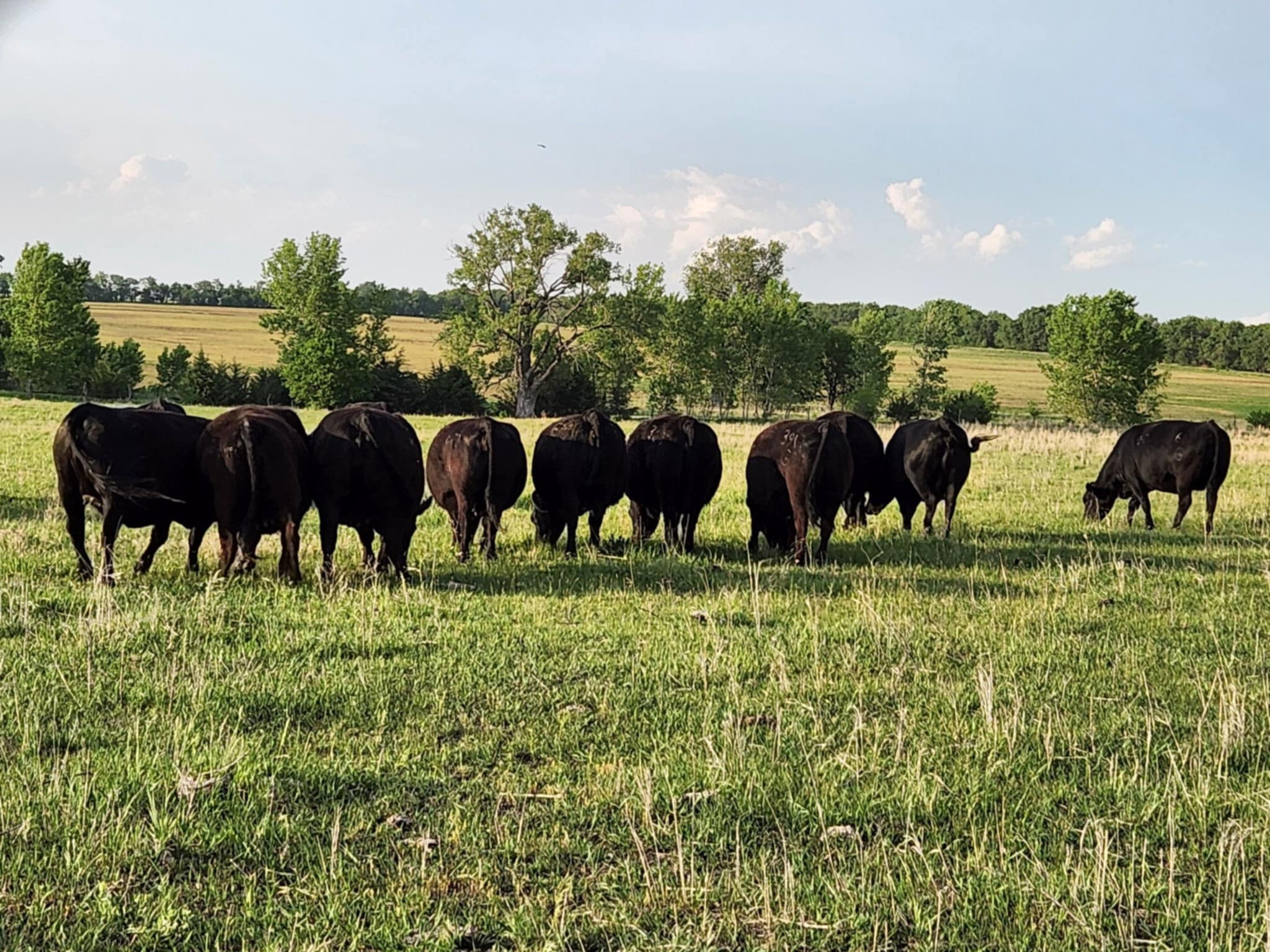 Ohlde Cattle Company: Basic Black Bulls and Angus Cattle Semen | Palmer KS
