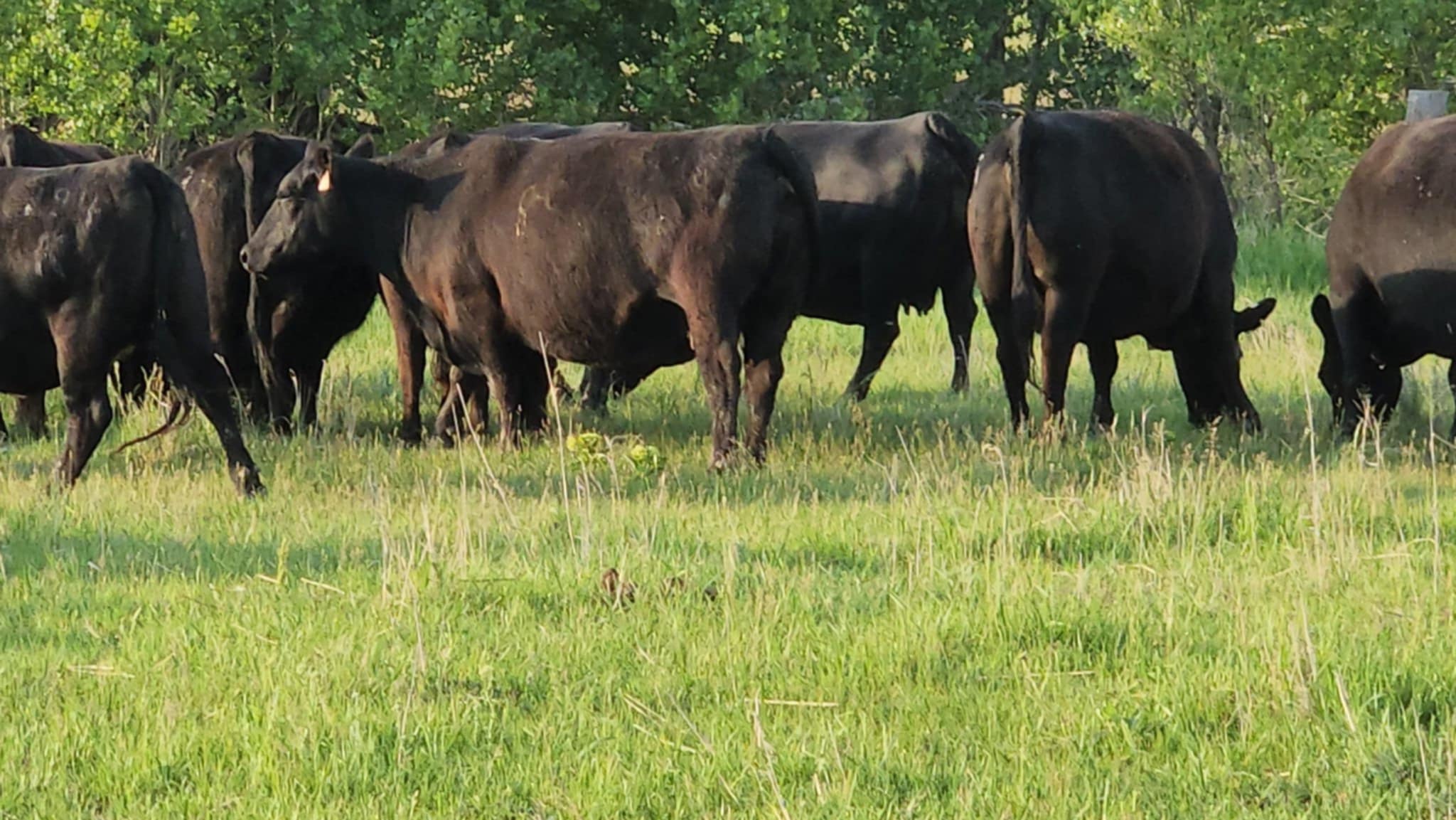 Ohlde Cattle Company: Basic Black Bulls and Angus Cattle Semen | Palmer KS