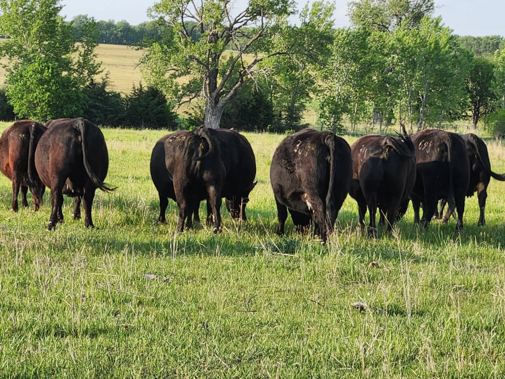 Ohlde Cattle Company: Basic Black Bulls and Angus Cattle Semen | Palmer KS