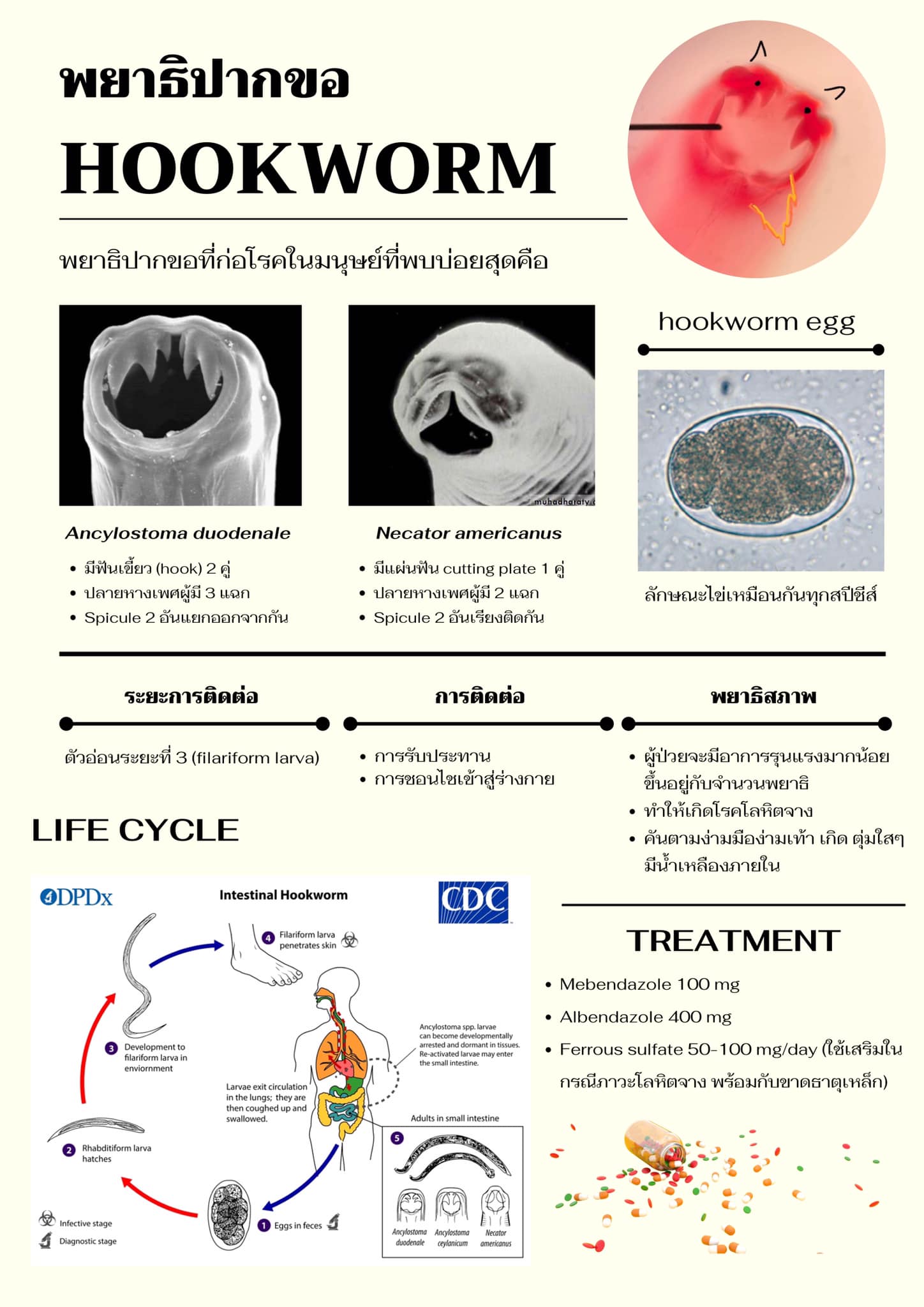 Parasites ยังไงดี. เอ๊ะ? - พยาธิปากขอ (Hookworm) … ระวัง‼️ มันจะไชเท้า ...