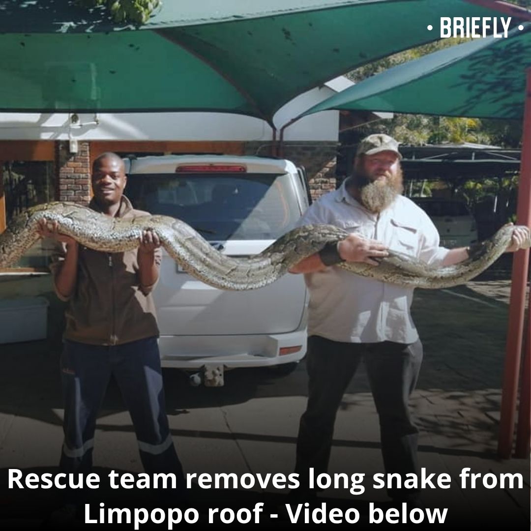 Briefly - A rescue team had their hands full after removing a long ...