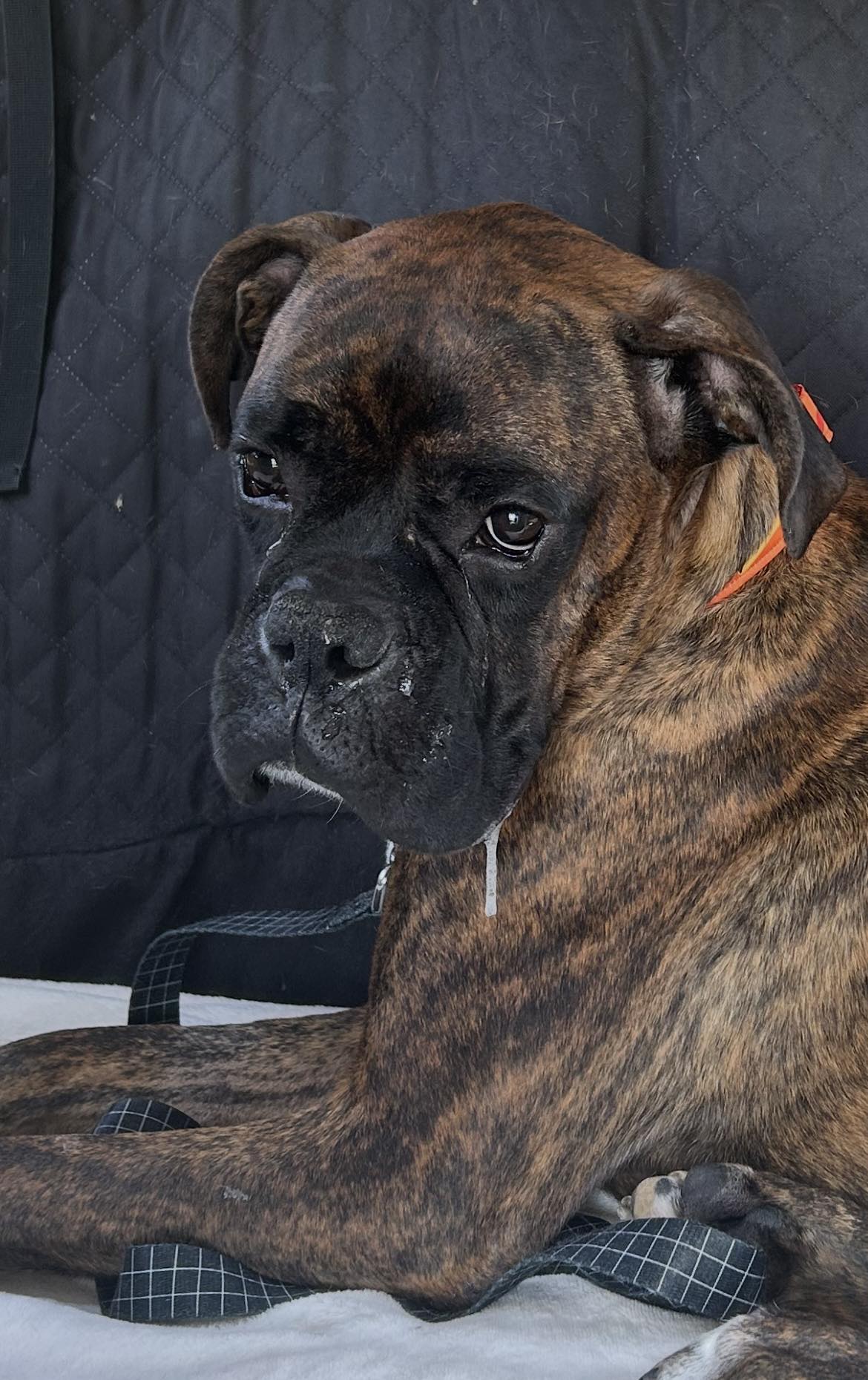 Atlanta - Carl is the newest member of the Atlanta Boxer Rescue pack ...
