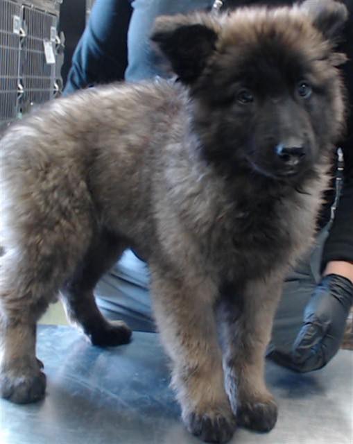 UPDATE: RESCUED SRIRACHA - ID #A832783 (available 11/22/25) **Part