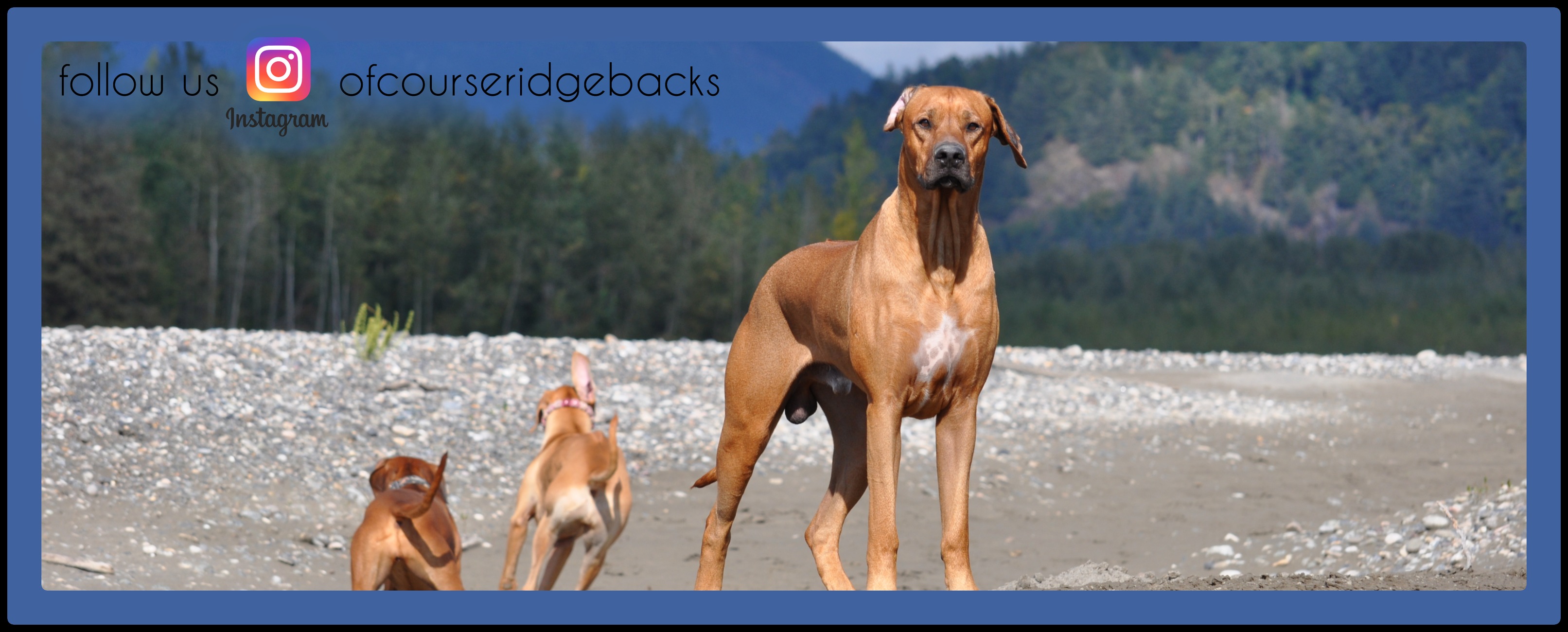 Of Course Rhodesian Ridgebacks | Vancouver BC