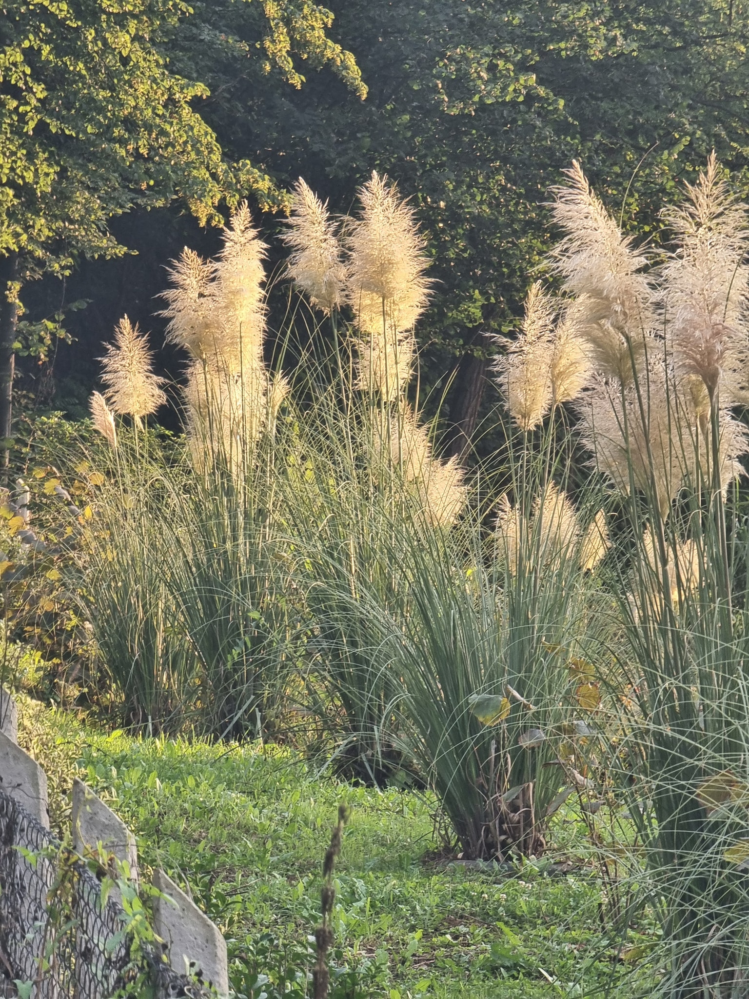 ??Cortaderia selloana, pampas trava 10,00KM