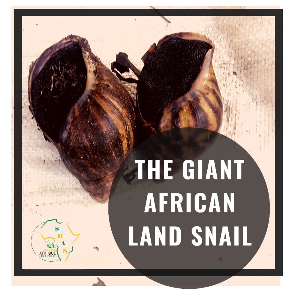 Snail Hub Afrique Network -SHAN - Ever imagined how they got their ...