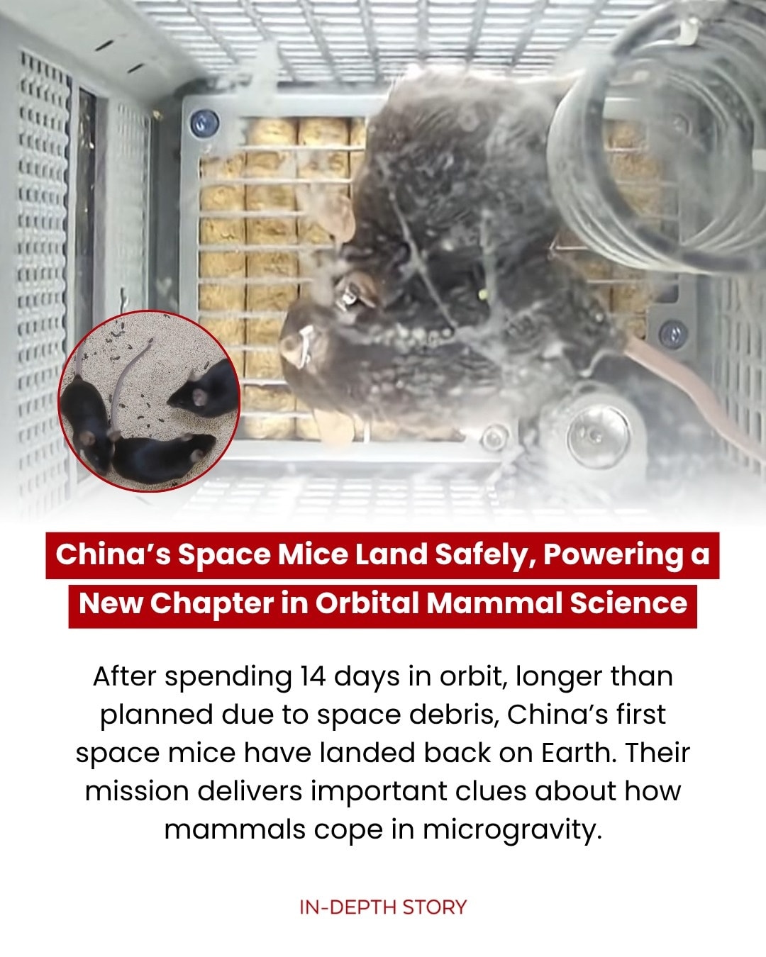 In-Depth - China’s first “space mice” returned to Earth on Friday after ...