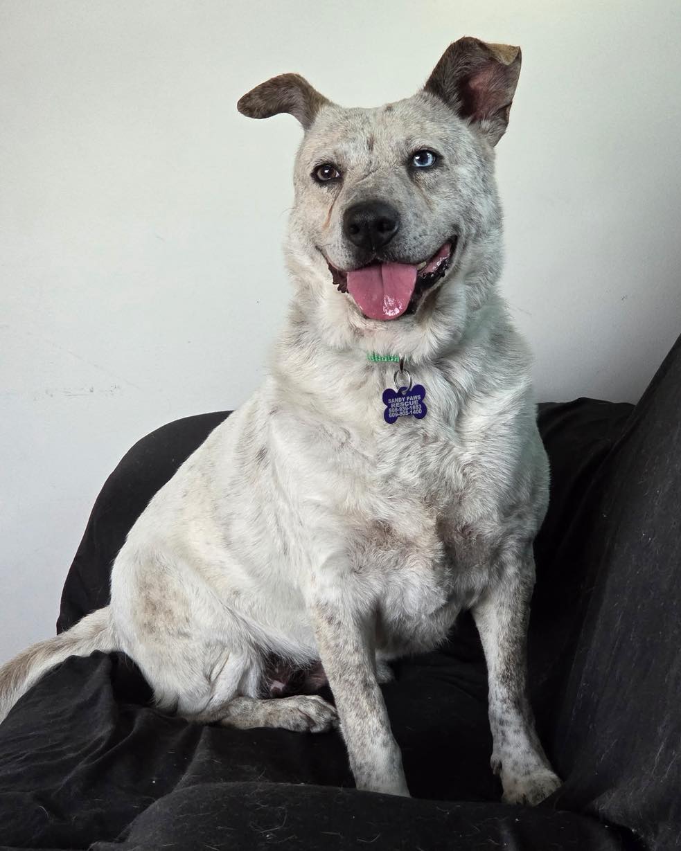 Meet Indie! 💜🐾 Indie is a super... - Sandy Paws Rescue Inc. | Facebook