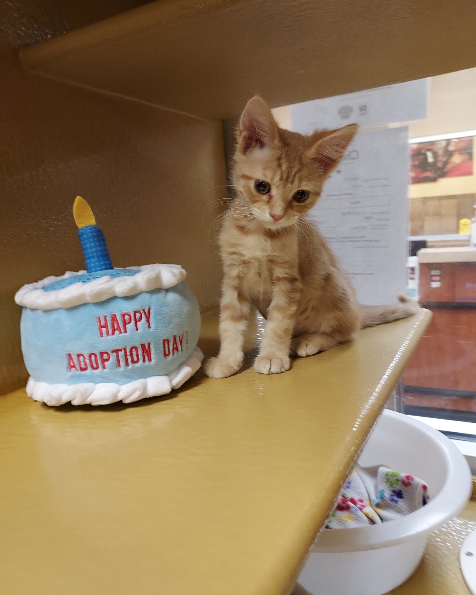Halo Animal Rescue These Bonded Kitties Are Anxious To Meet Photo Inspiration