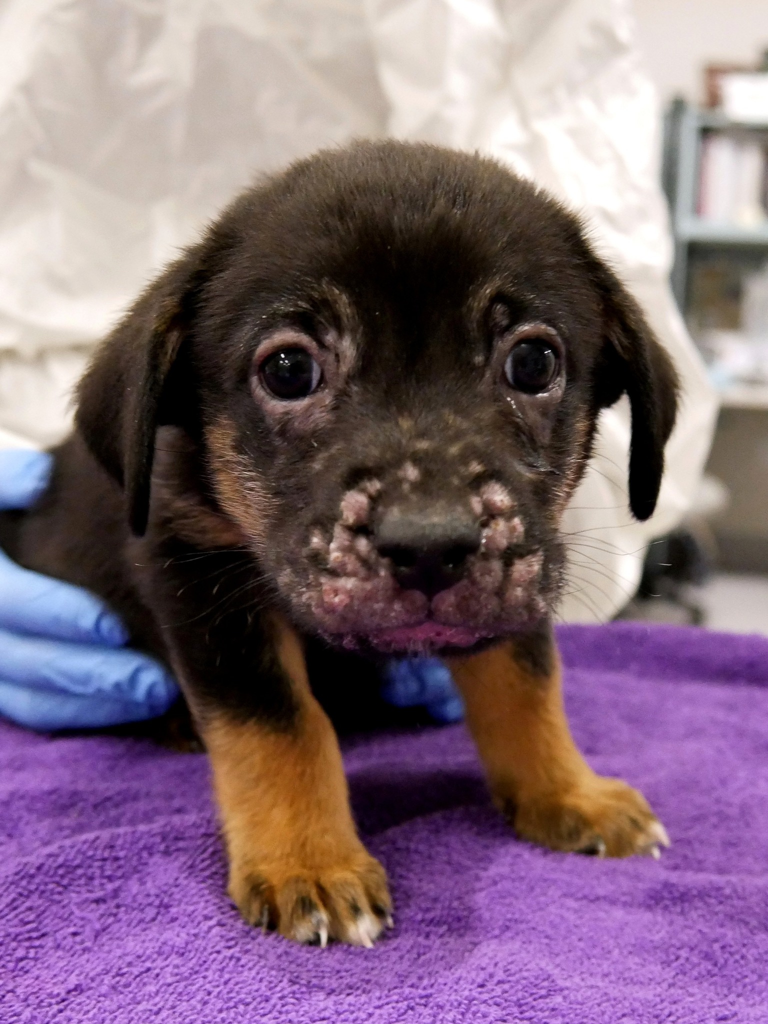 Humane - When tiny Dasher arrived at HSPPR, he was fighting for his ...