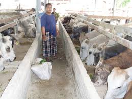 Peladang Muda Johor 1 Apa Itu Fidlot Fidlot Ialah Mentemak Lembu Pedaging Secara Sendasa Berkurung Dengan Memberi Makanan Yang Bermutu Serta Air Secukupnya Untuk Membesar Dan Menggemukkan Lembu Dalam Masa