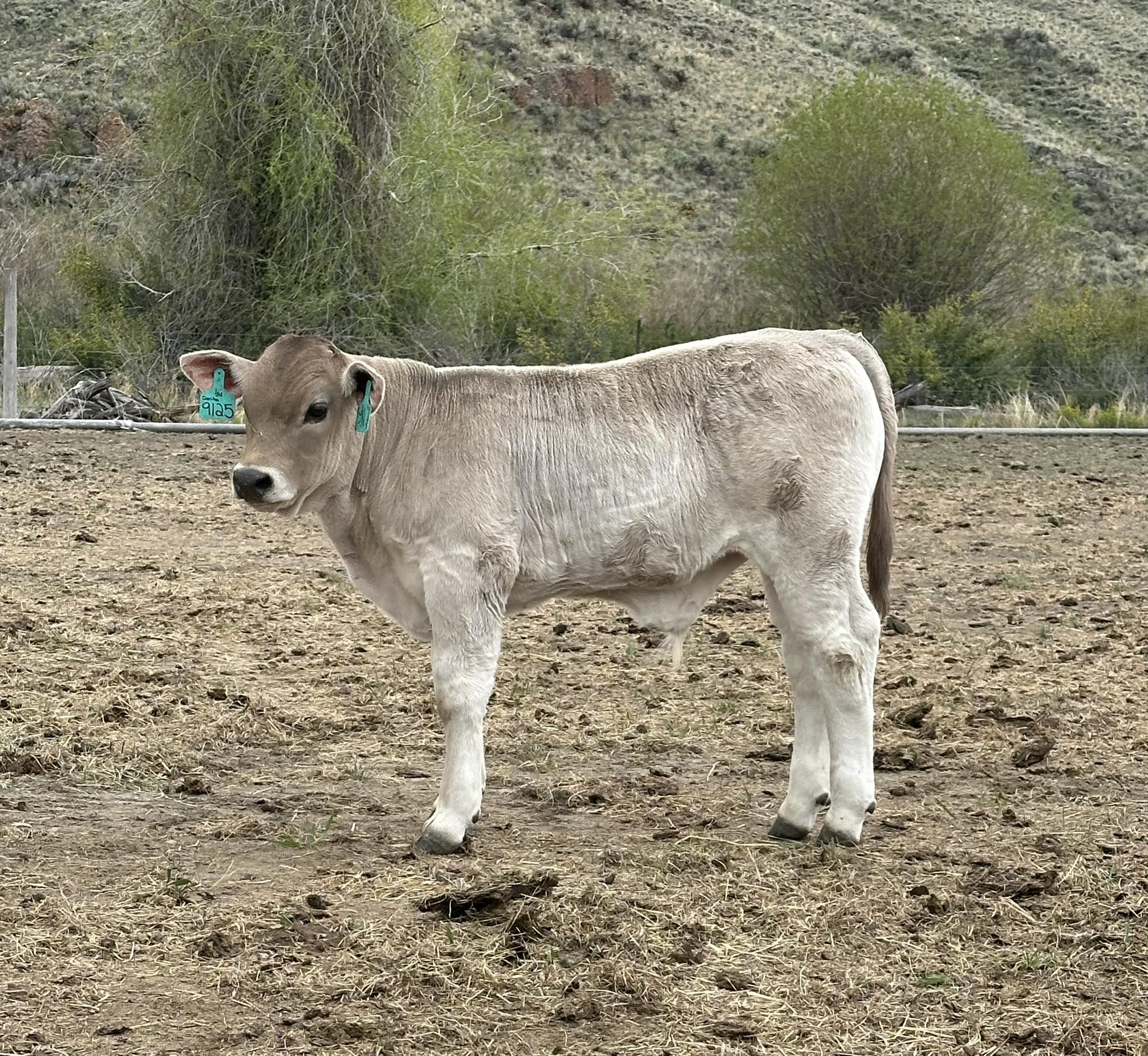 JN Gilbert Ranch