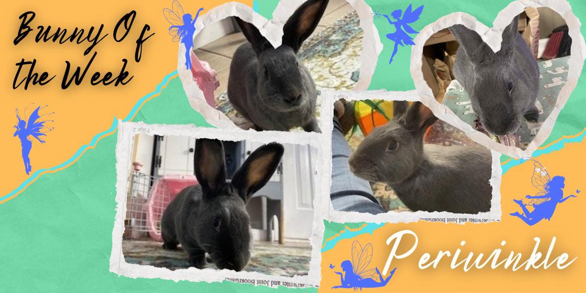 Rabbit Rescue Incorporated... - Rabbit Rescue Incorporated
