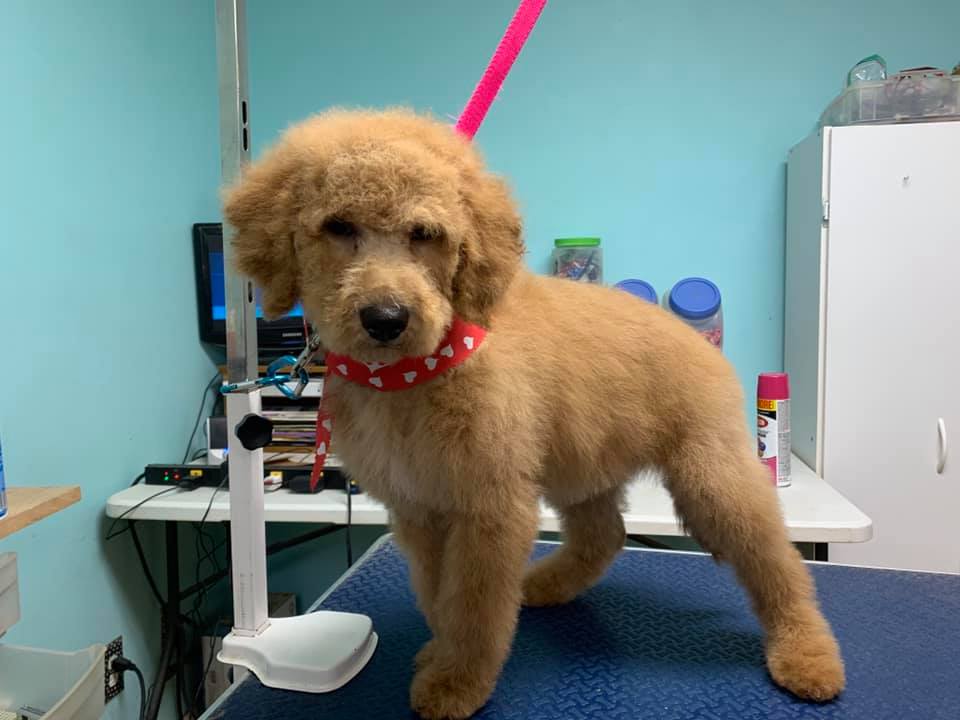 Ruff Life Grooming | Lexington NC