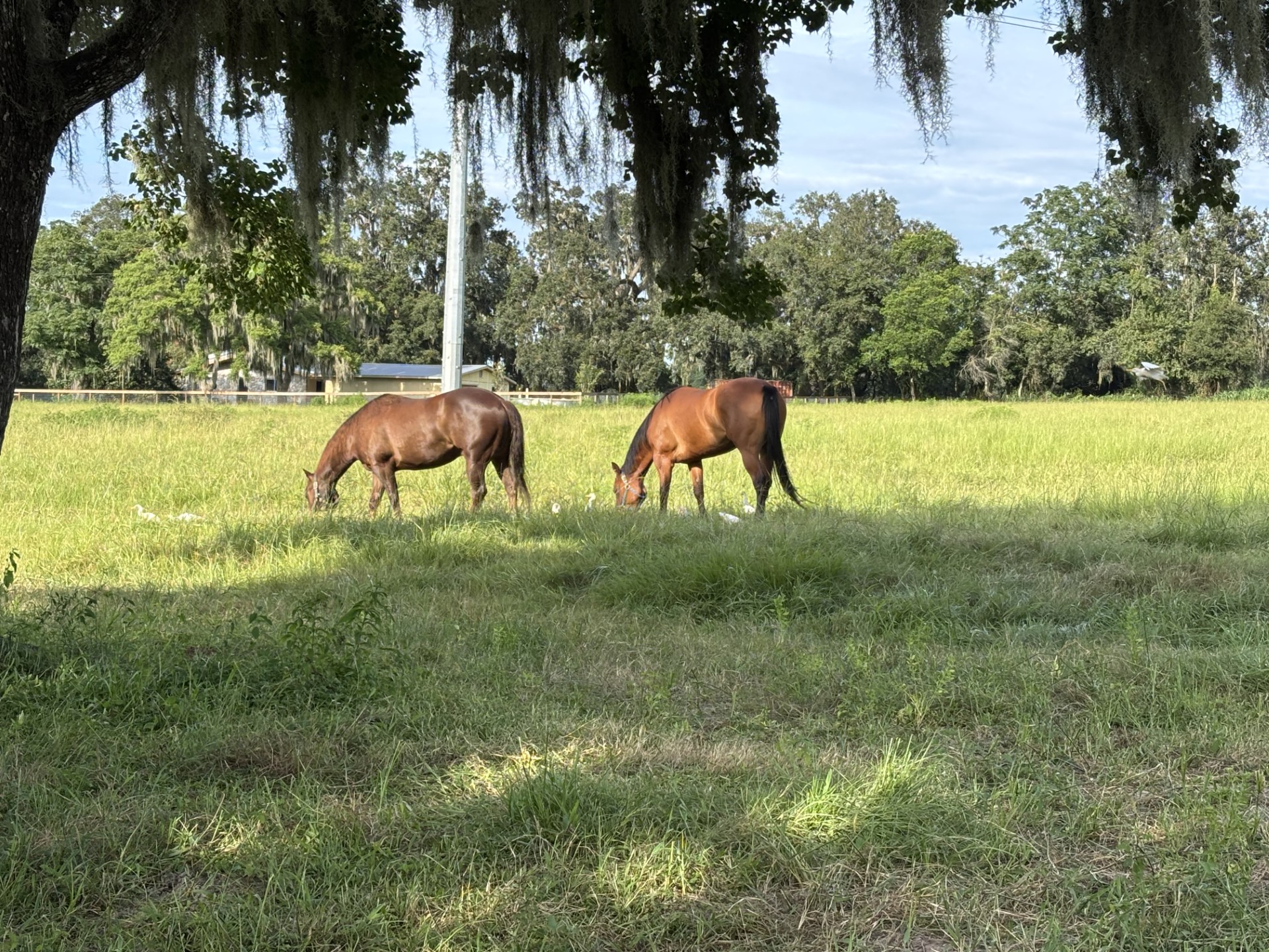 Re-Ride Quarter... - Re-Ride Quarter Horse Adoption Program