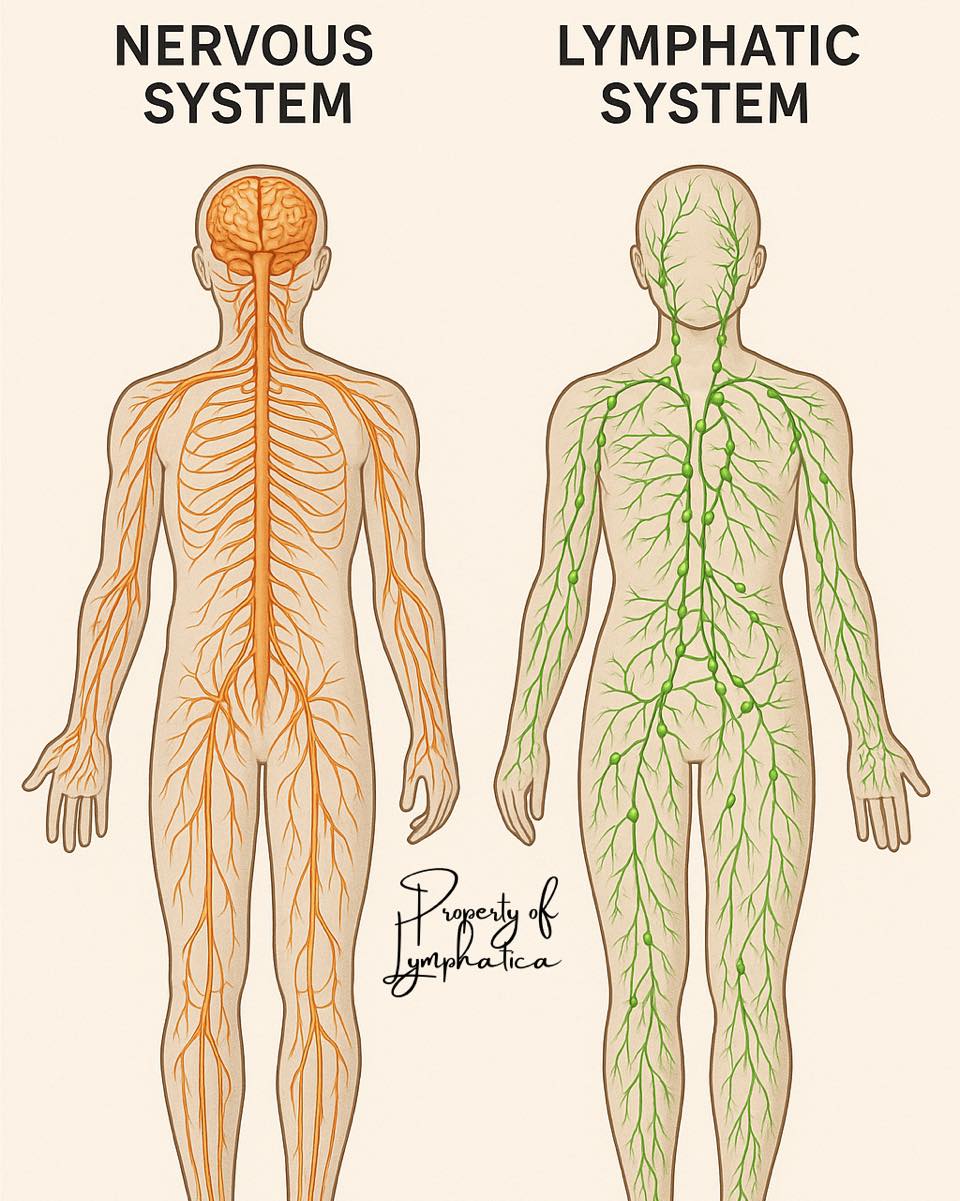 Lymphatica - 🧠🫀 The Overlooked Alliance: How Your Nervous and Lymphatic ...