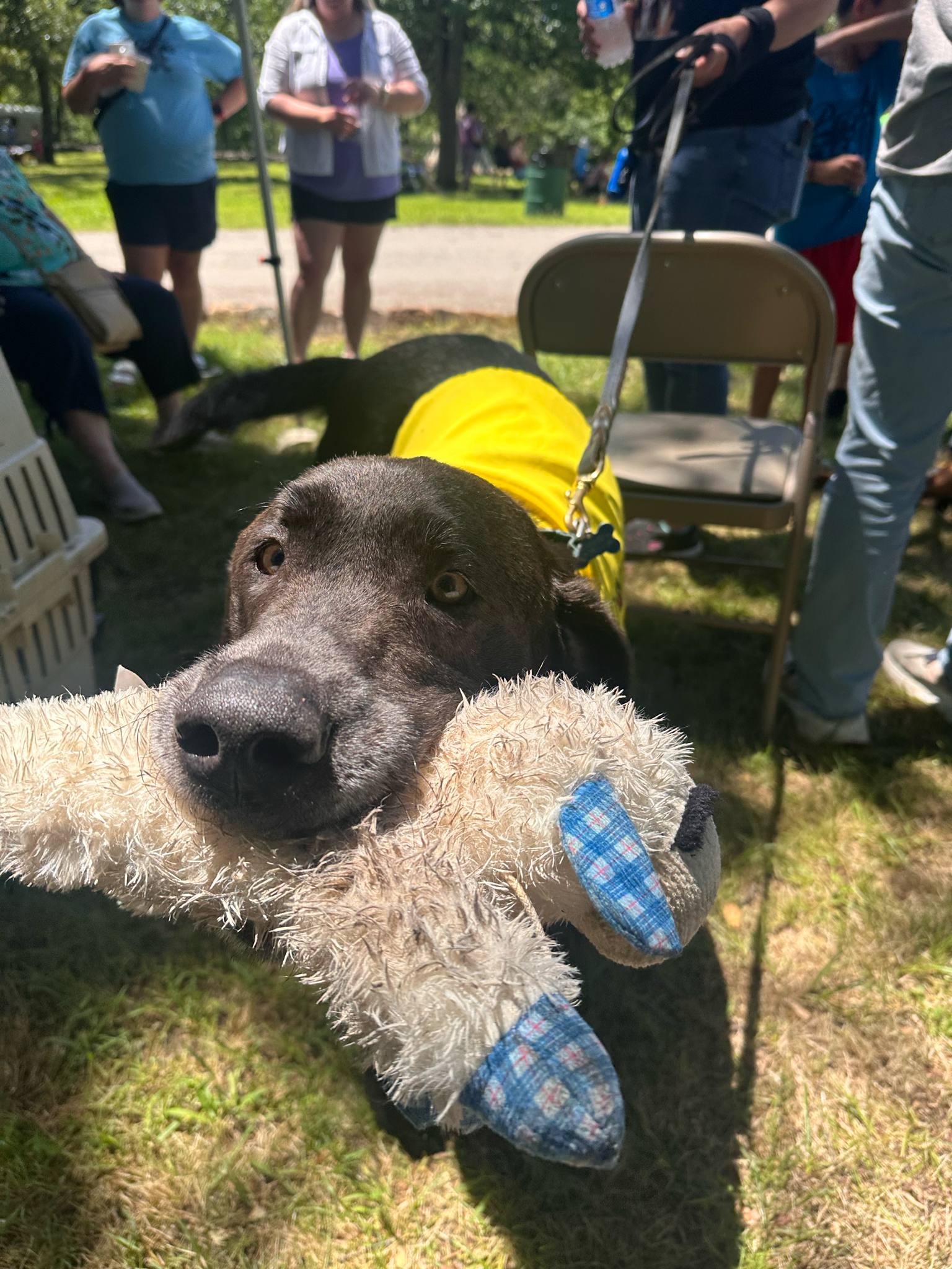 Lab Rescue OK, Inc. | Broken Arrow OK