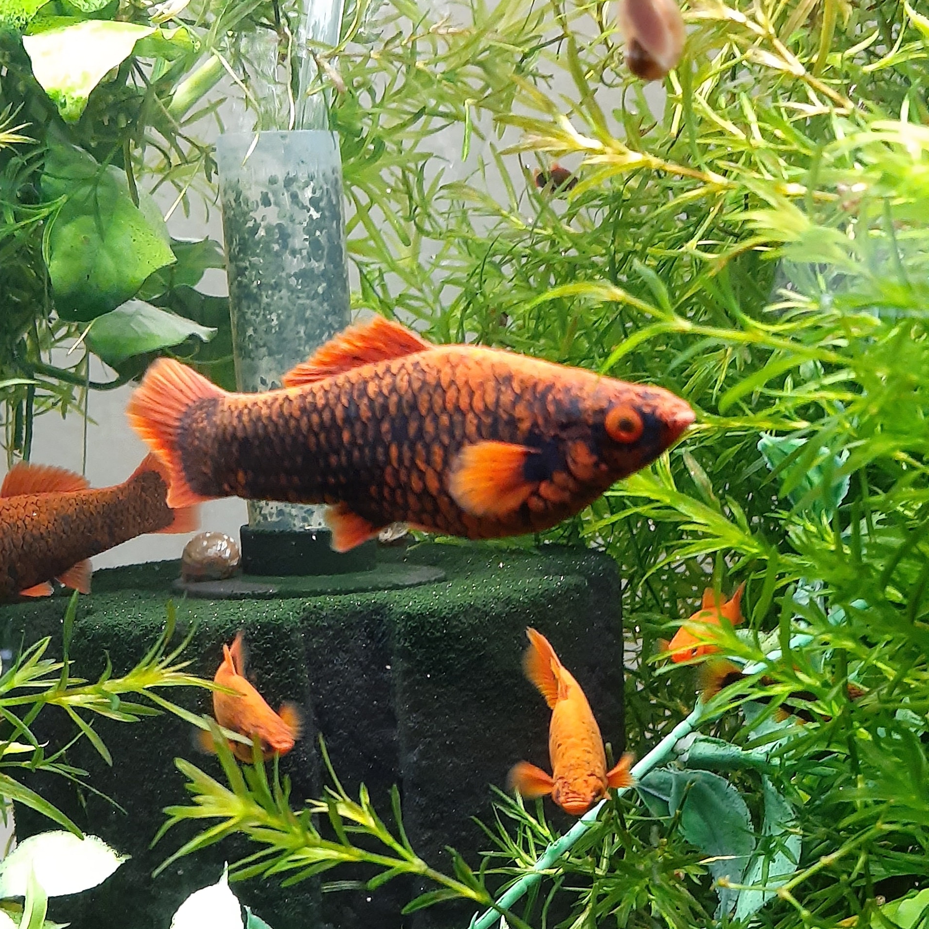 International Fancy Livebearers (Husbandry & History & Genetics) | Red ...