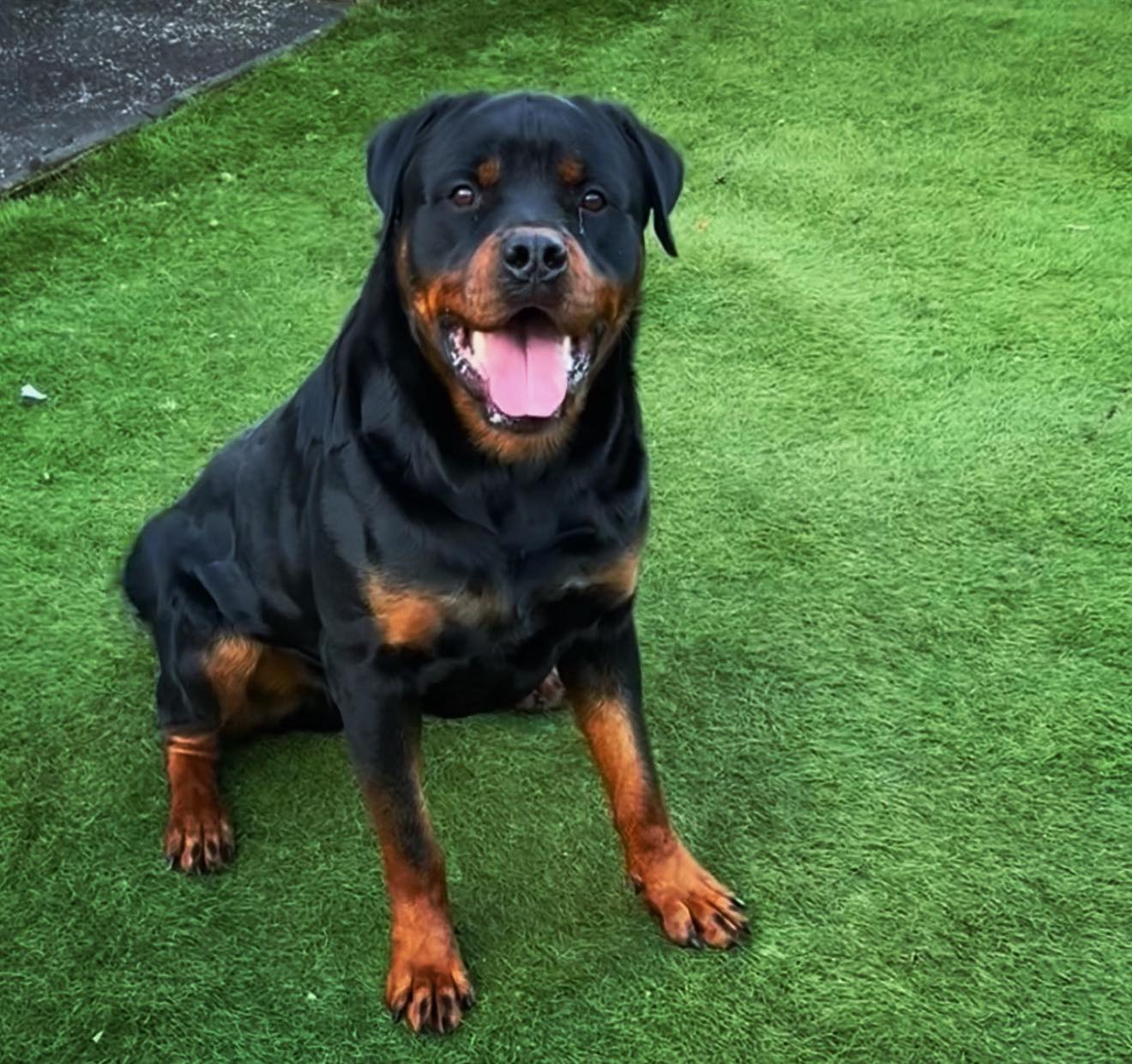 Shogunate Rottweilers Australia