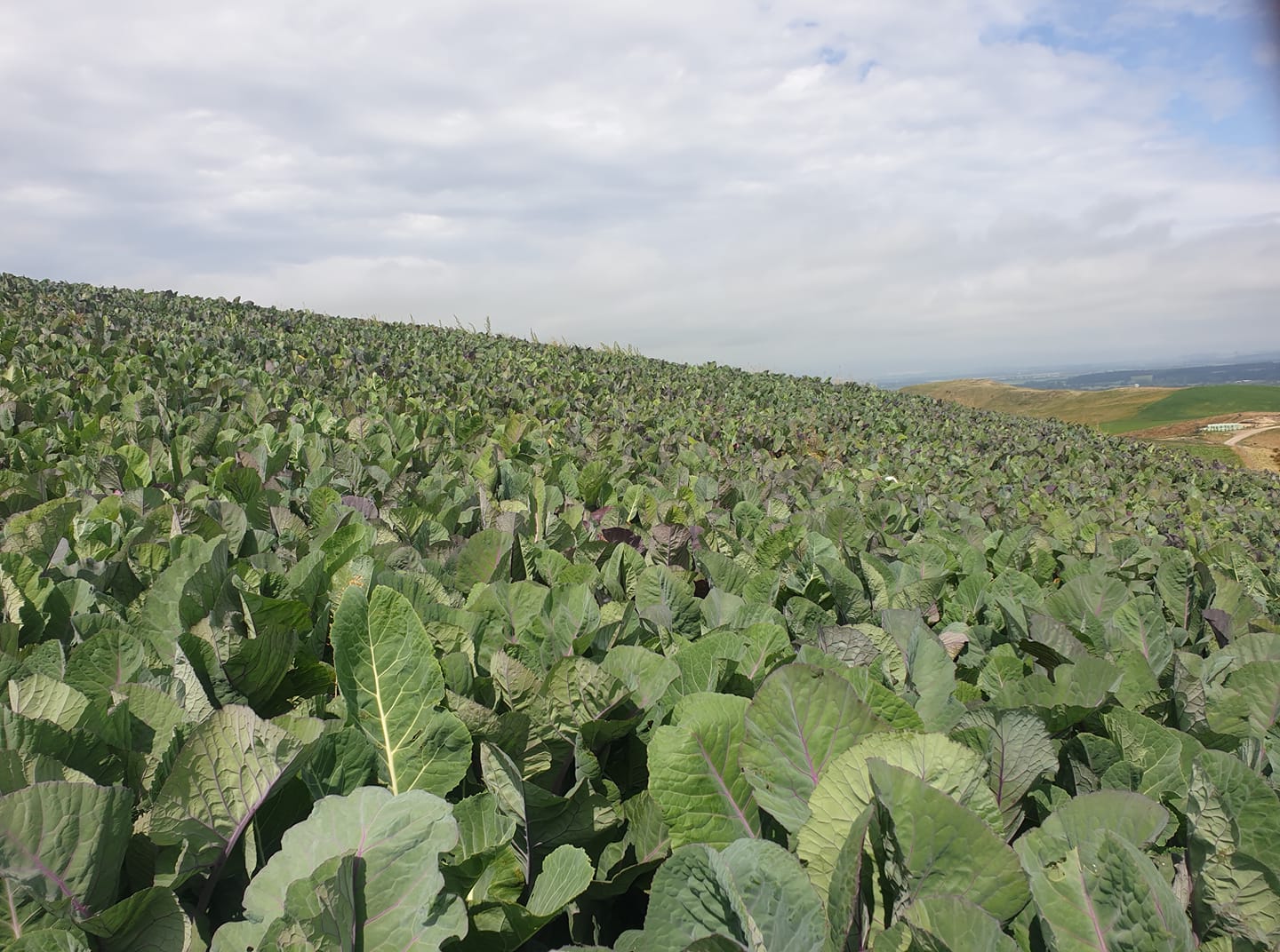 Chem4u - Out checking crops - Coleor kale - looking a picture | Facebook