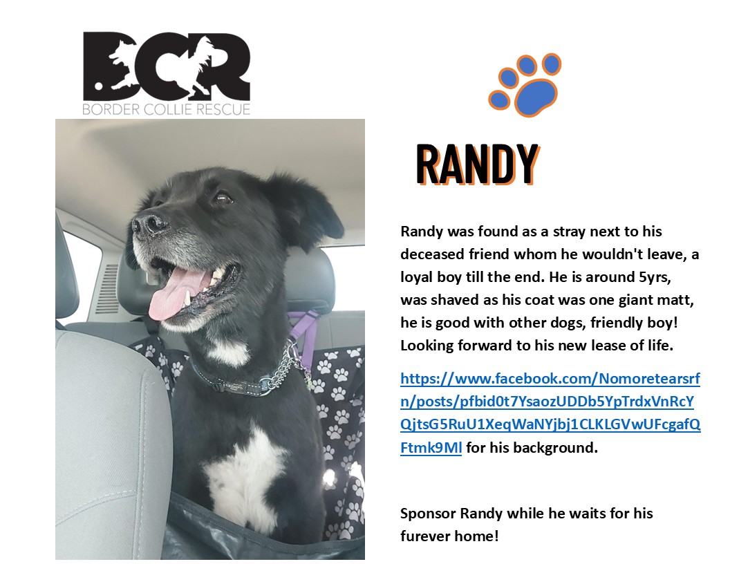 Border Collie Rescue SA added a... - Border Collie Rescue SA