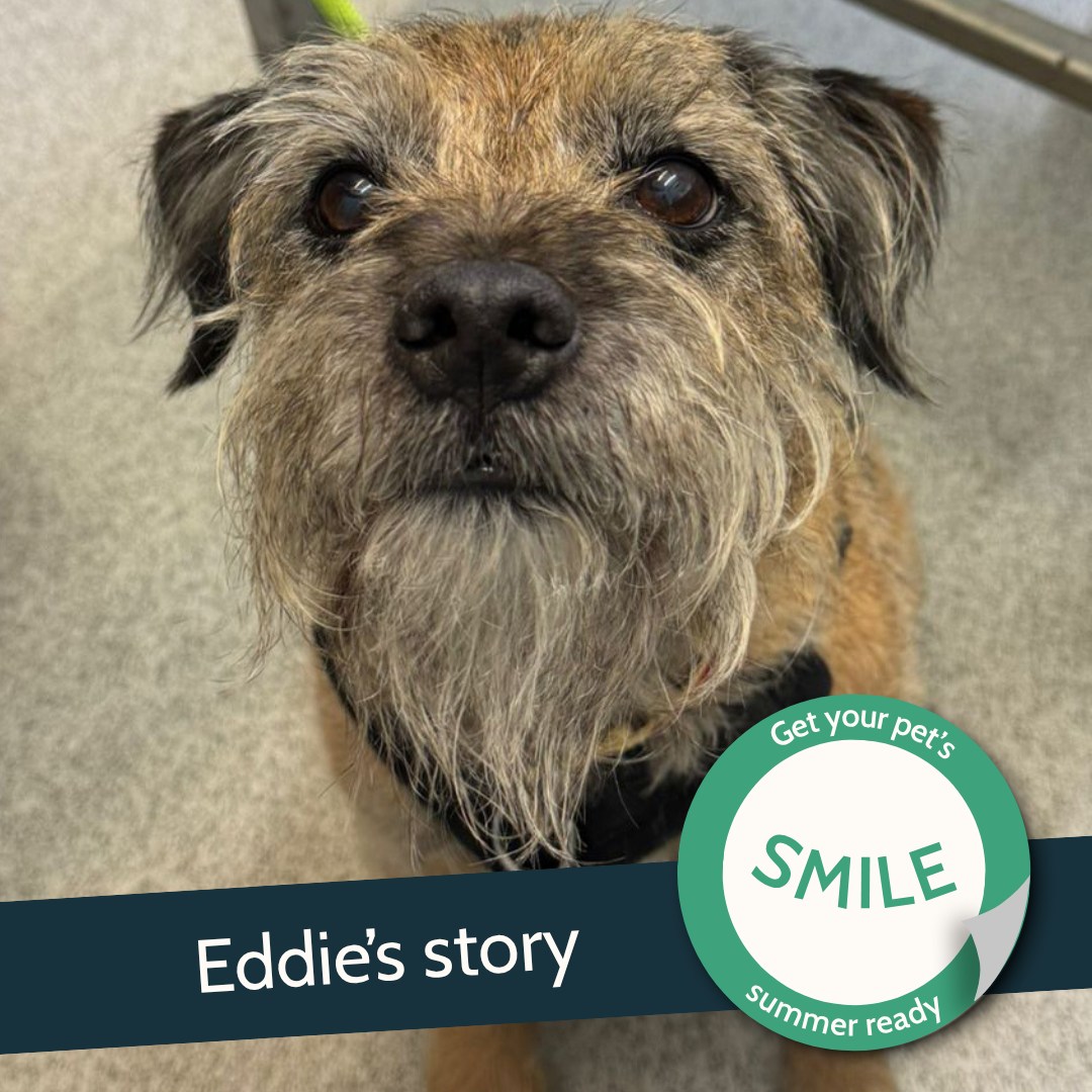 Meet Eddie the Border Terrier! His... - YourVets Rayleigh | Facebook