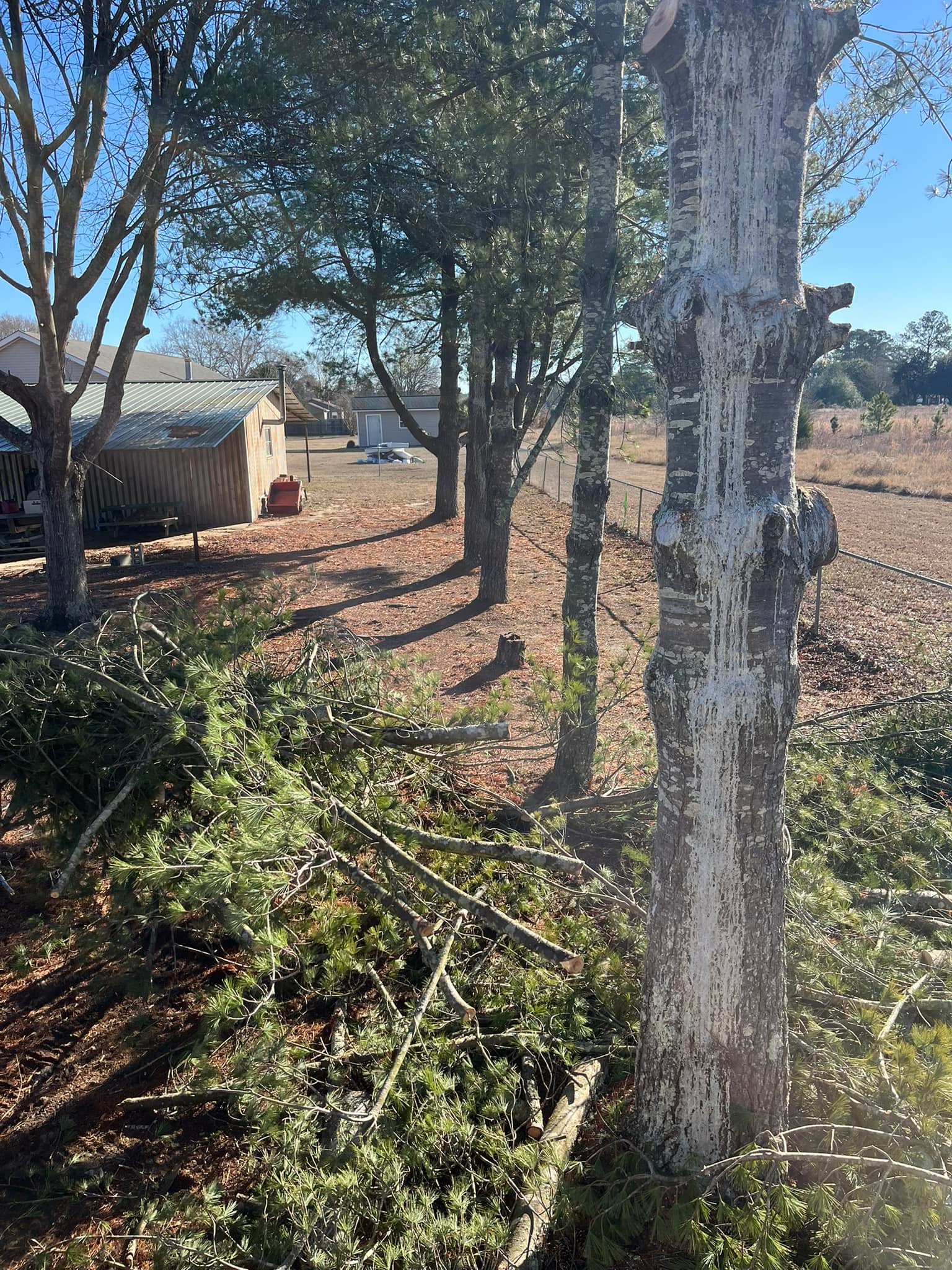 Richards Tree Service | Lamar SC