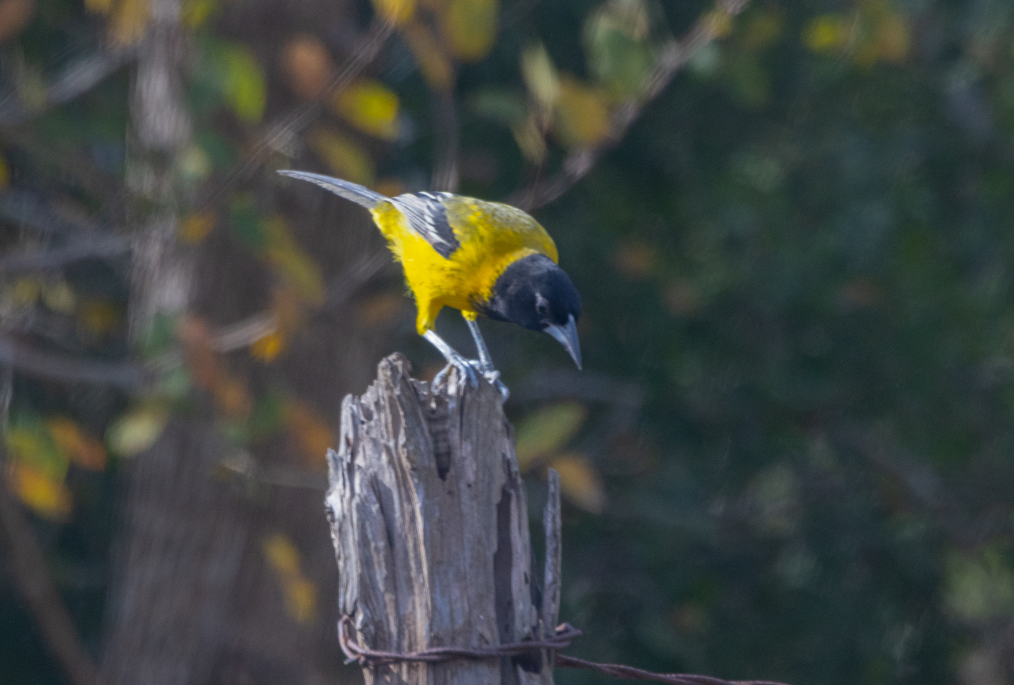 Fennessey Ranch | Refugio TX