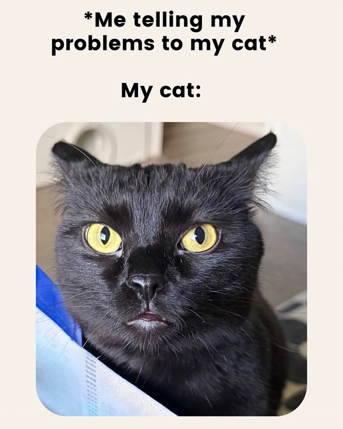 Me telling my problems to my cat My cat: 0