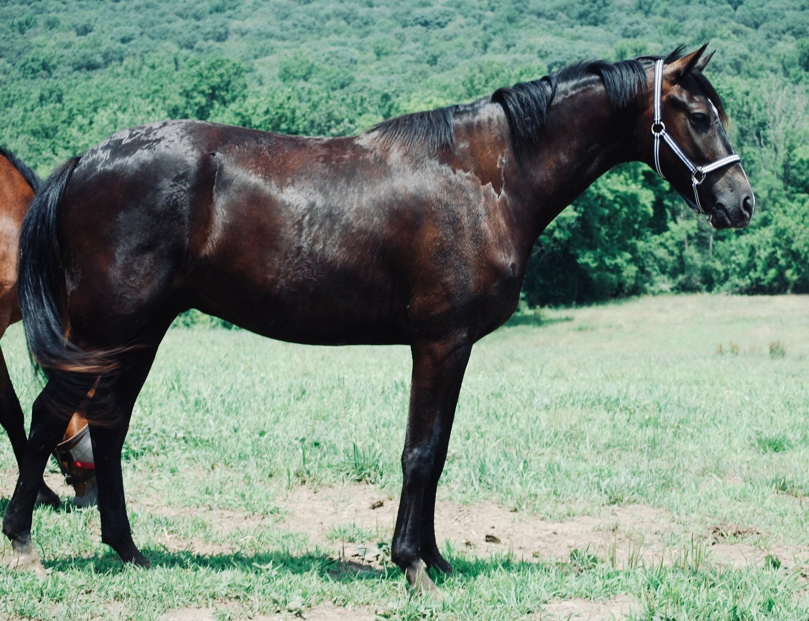 2022 Black Gelding – Sonic WRF (Iron x... - Windy Ridge Farm | Facebook