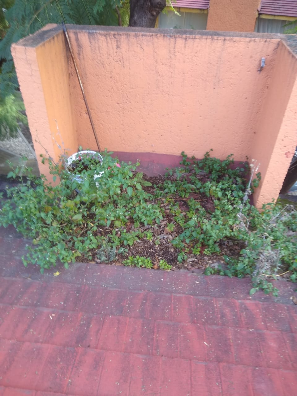 Jardinería, Ortega | Mexico City