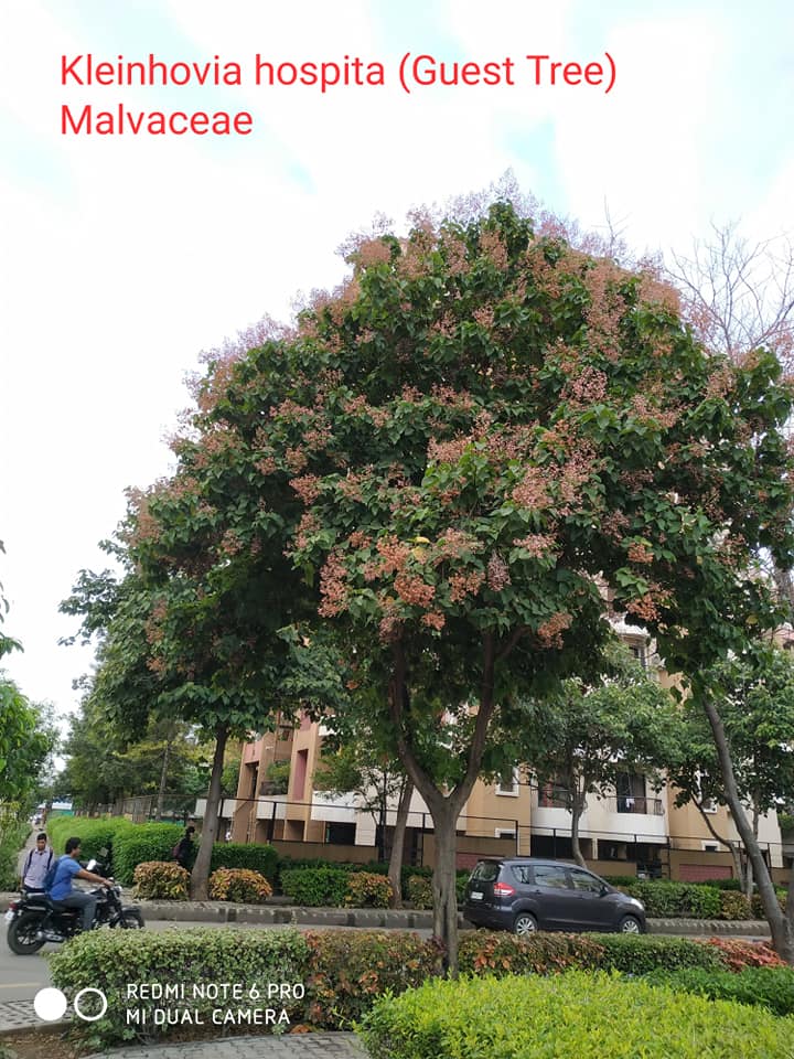 Kleinhovia hospita (Malvaceae) One of the beautiful trees of the family ...