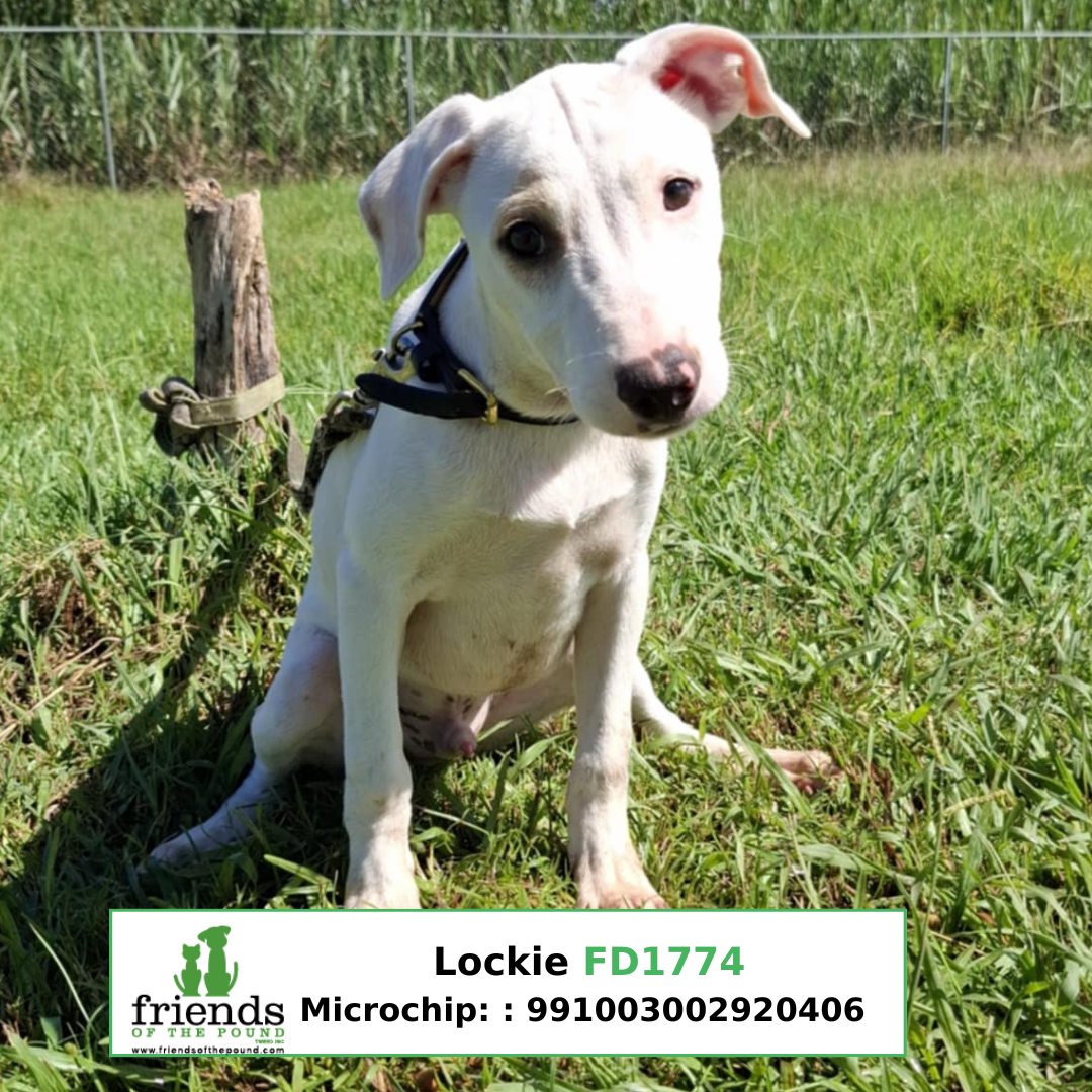 Friends - UPDATE: SWEET GENTLE LOCKIE HAS BEEN ADOPTED! Lockie is a ...