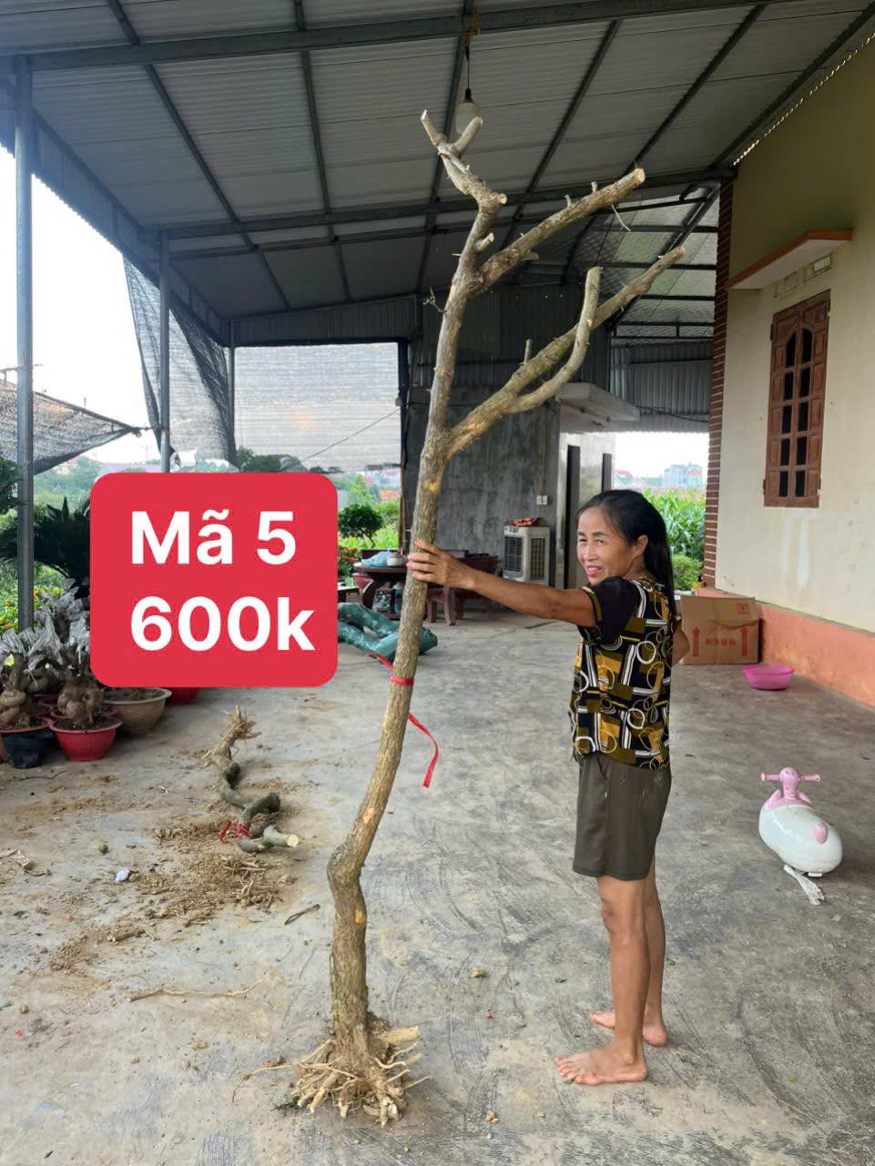 Nhà Vườn Nguyễn Trung | Bac Giang