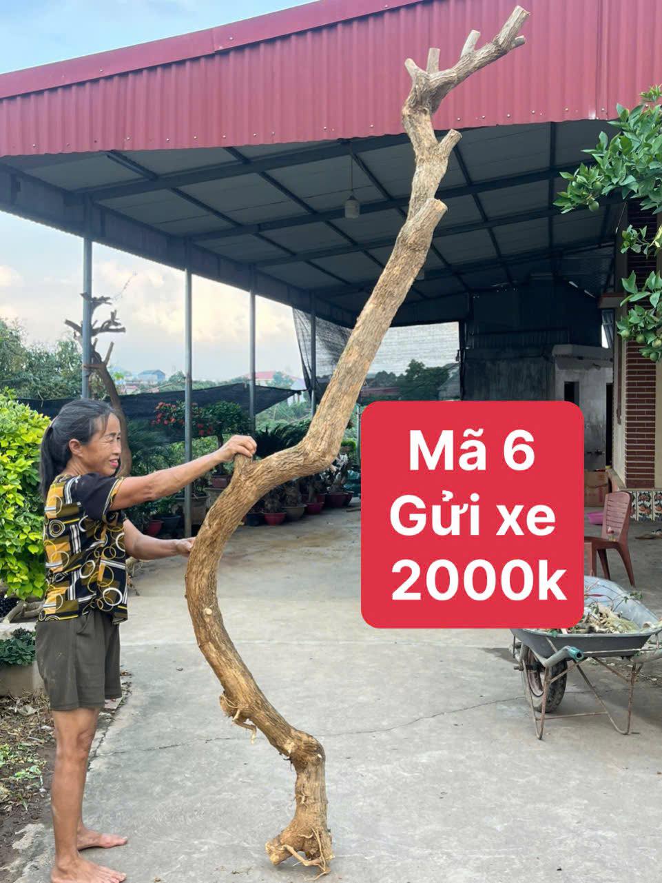 Nhà Vườn Nguyễn Trung | Bac Giang
