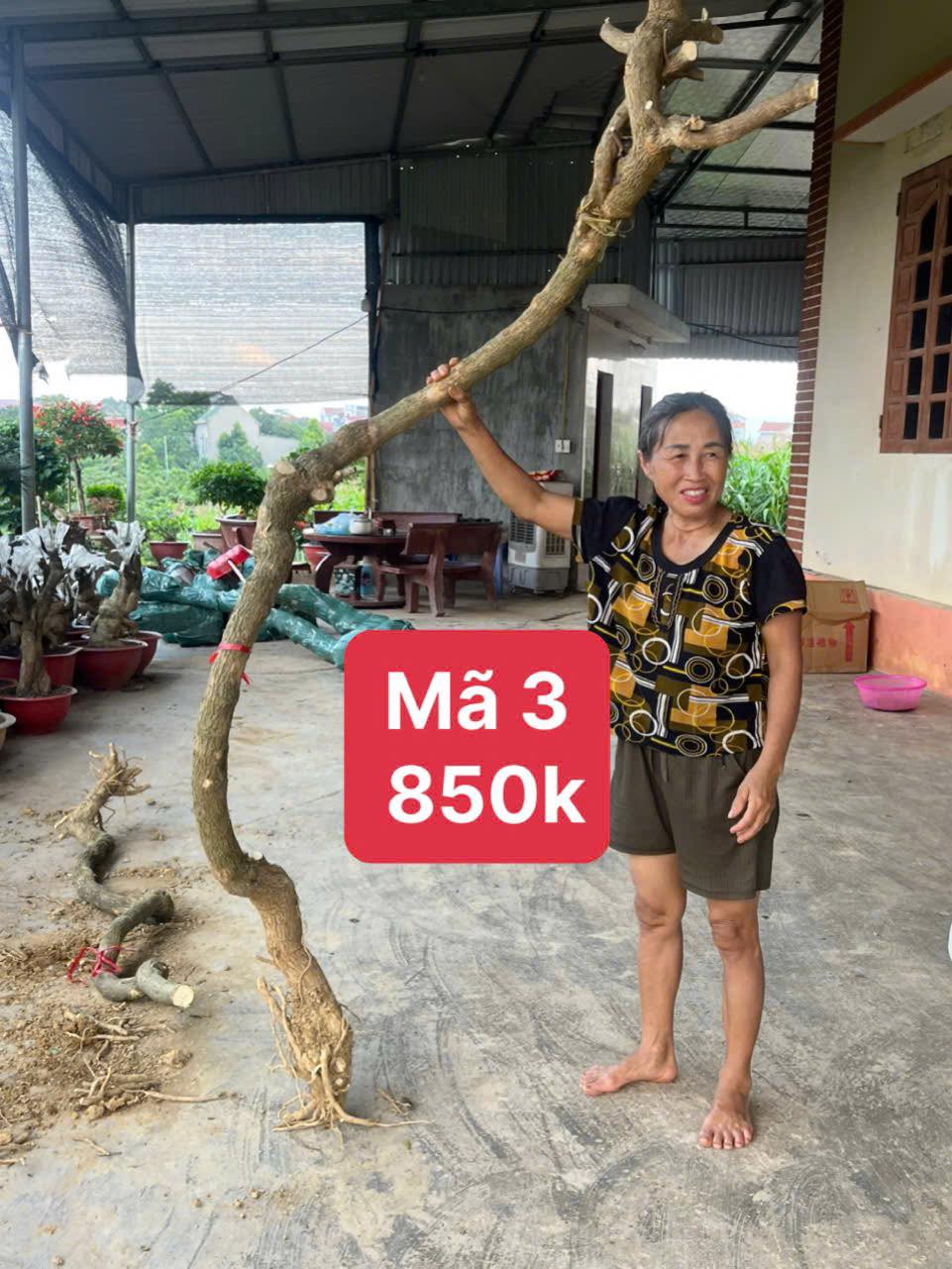 Nhà Vườn Nguyễn Trung | Bac Giang