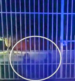 Madaí - ‼️SE APARECEN NIÑÁS EN LA ESCUELA PRIMARIA DE JALA ...