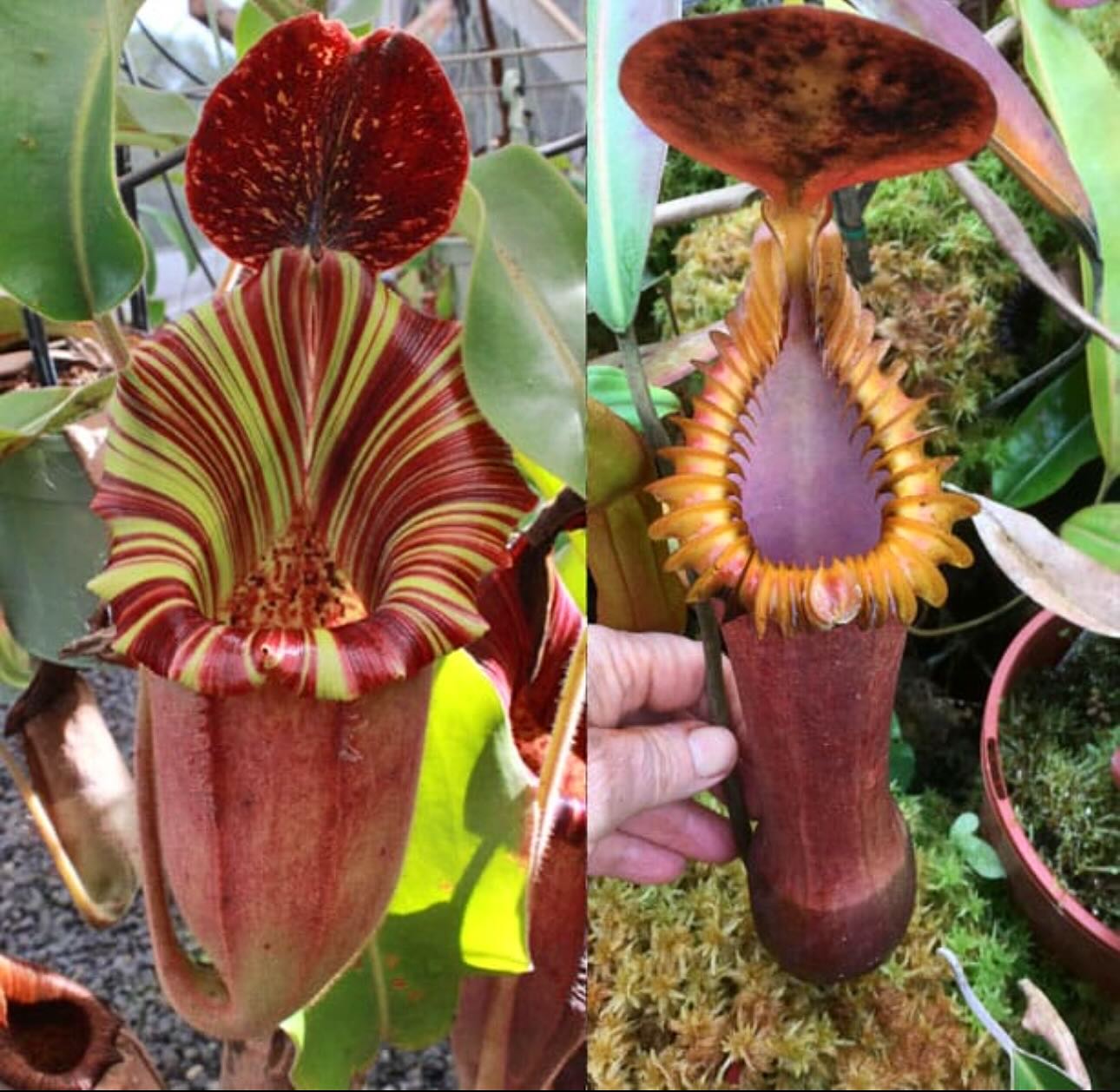 Nepenthes 'Candy Dreams' hybrid at Redleaf Exotics